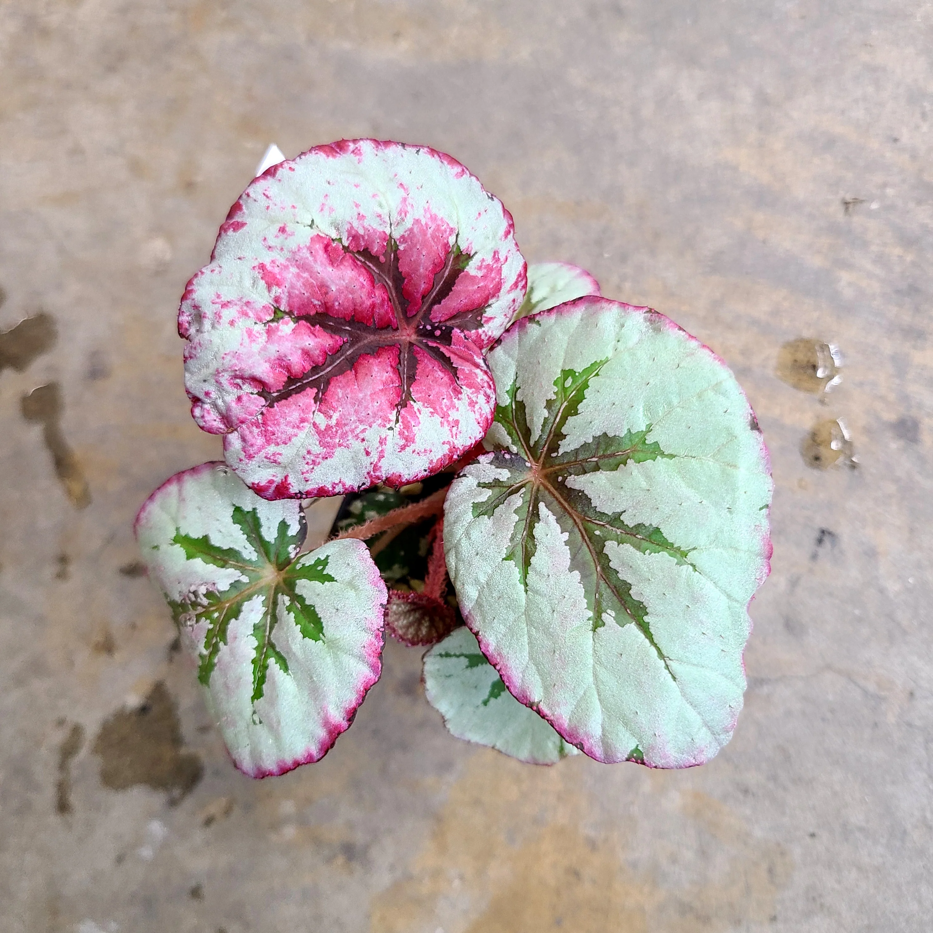 Begonia Steve's Leaves Paradox - Image 2