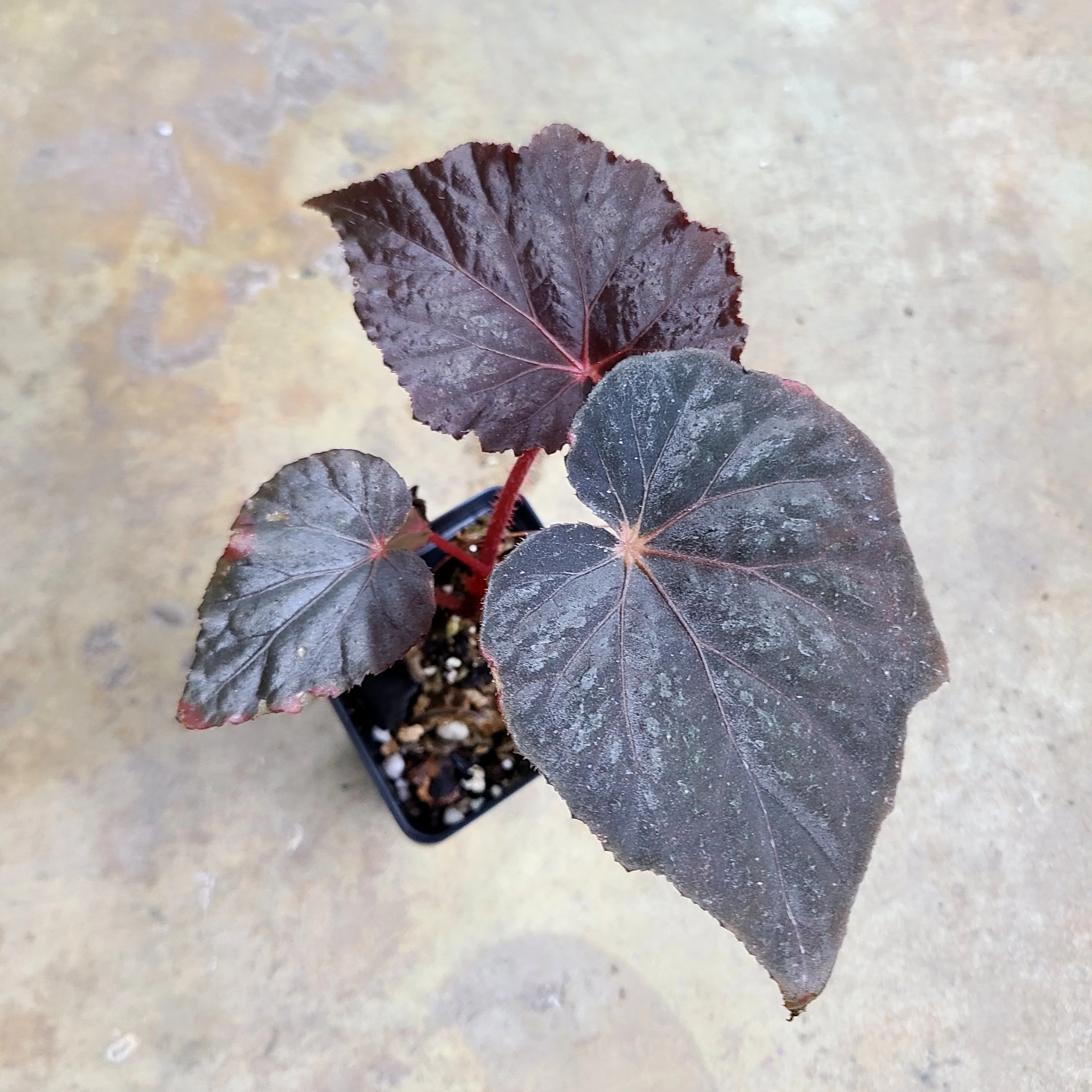 Begonia taconite - Image 2