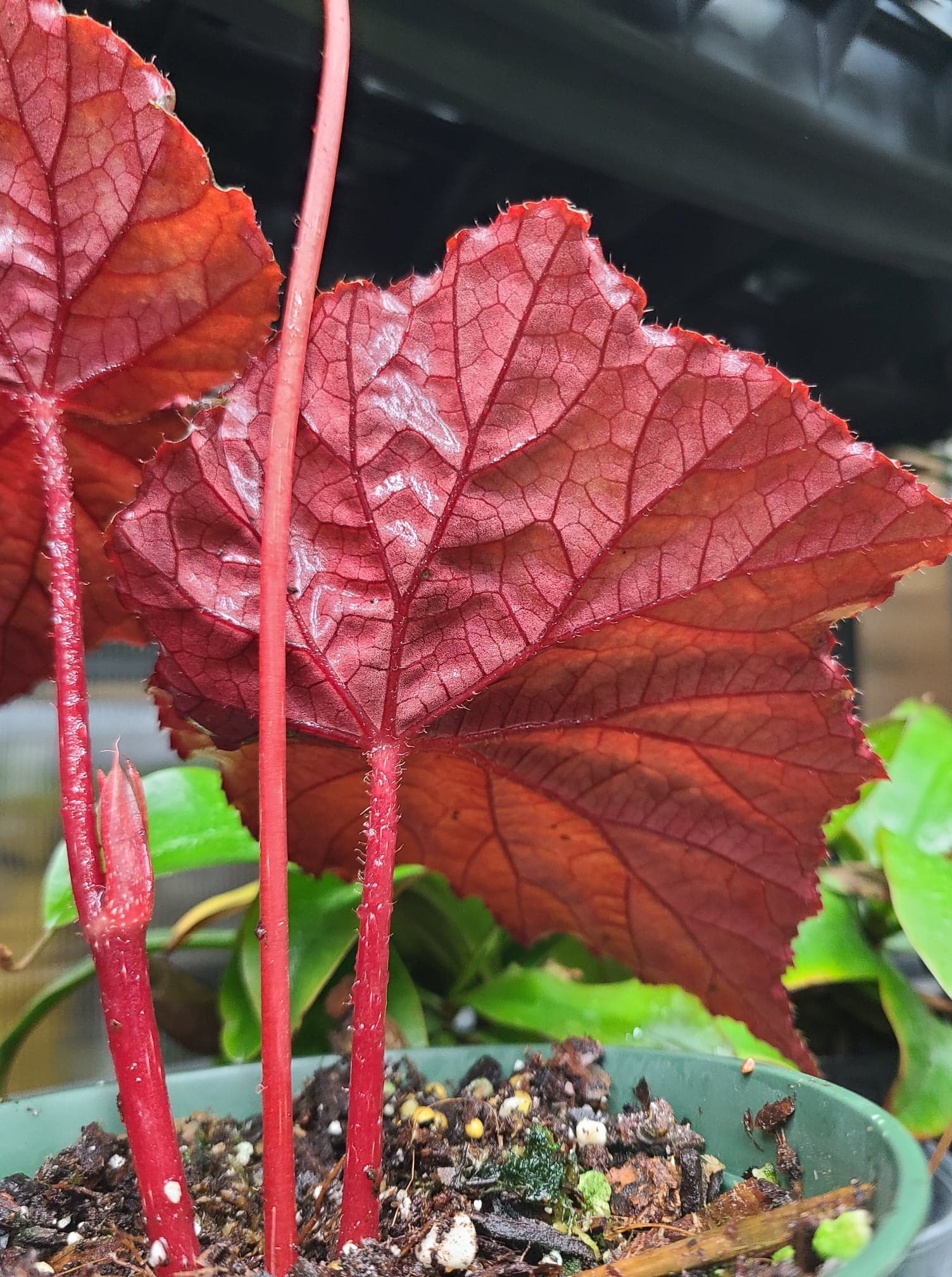 Begonia taconite - Image 3