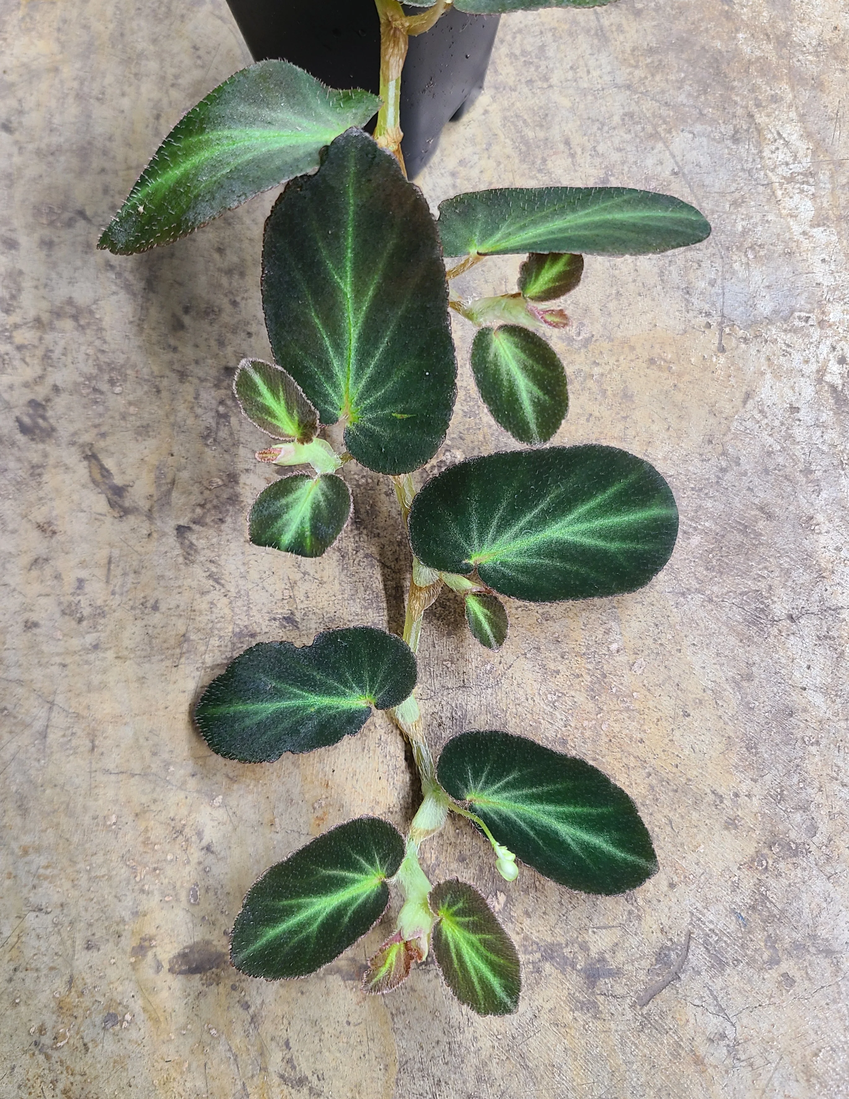 Begonia thelmae - Image 2