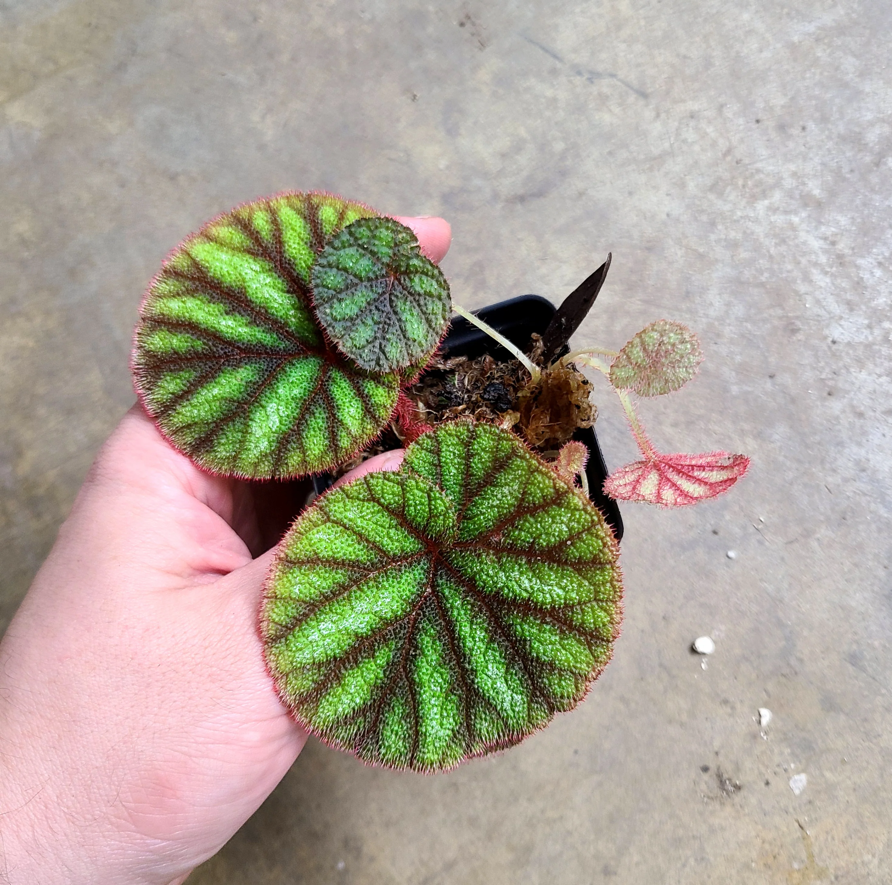 Begonia versicolor