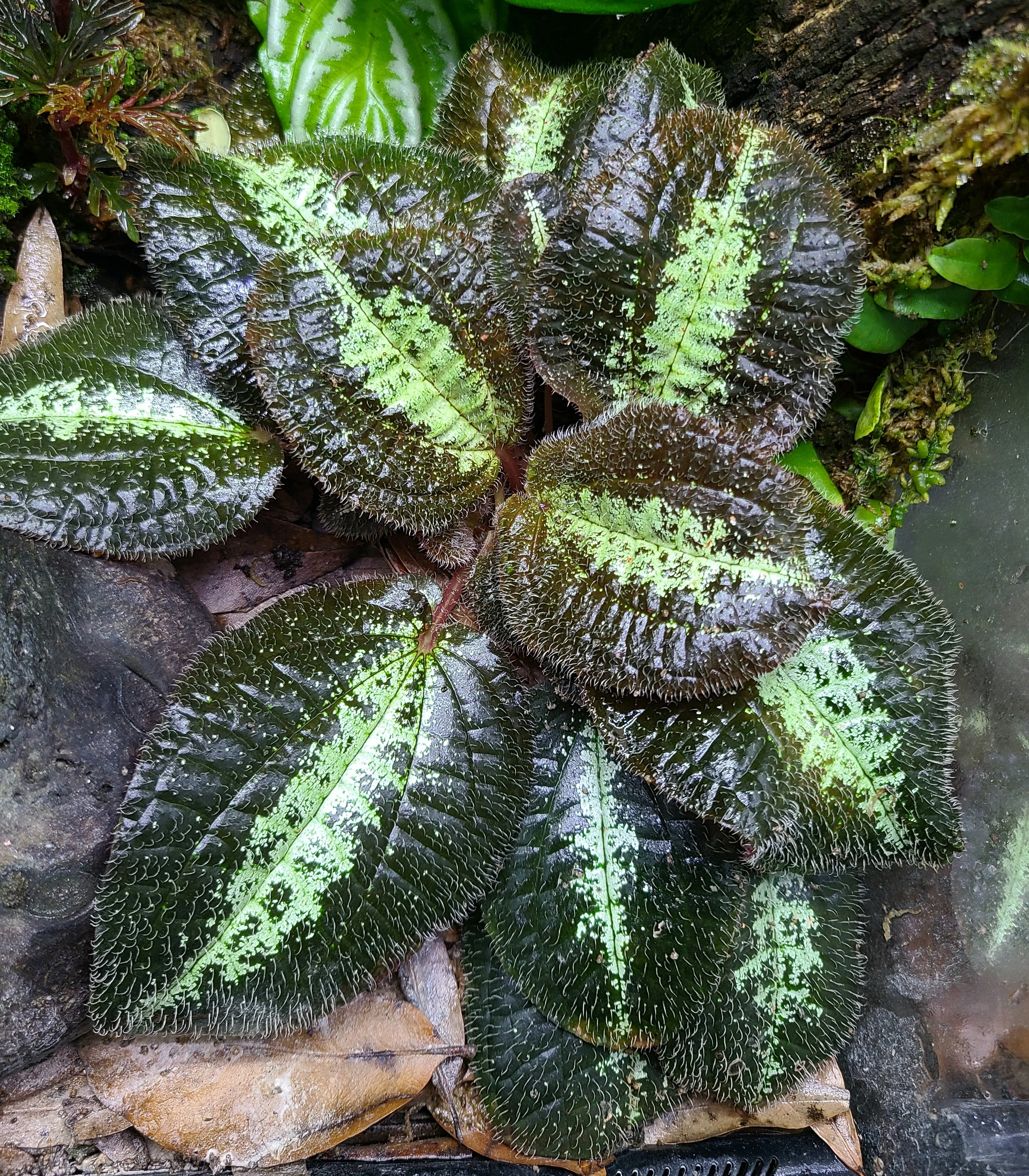 Bertolonia ovata