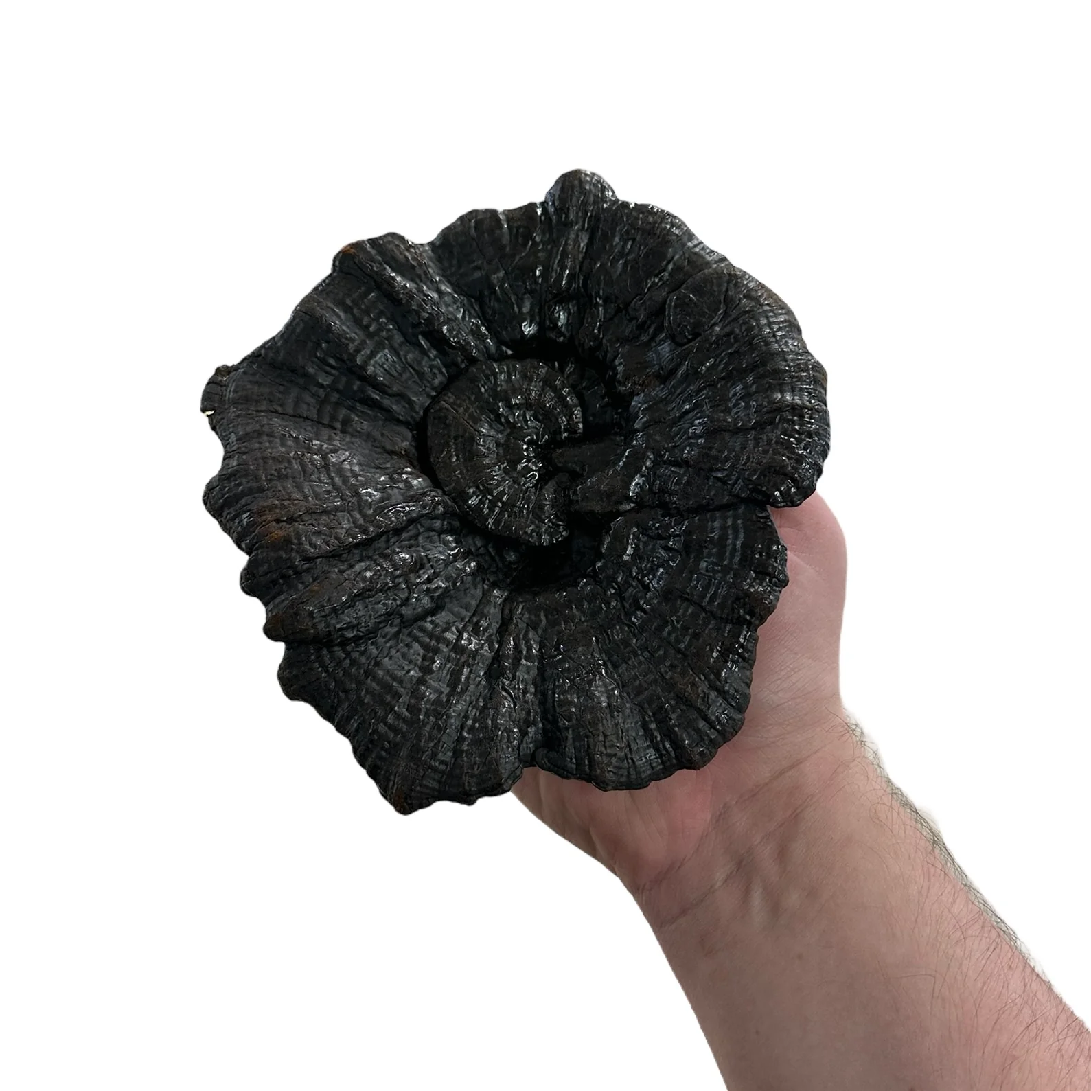 Black Reishi Cap - Image 2