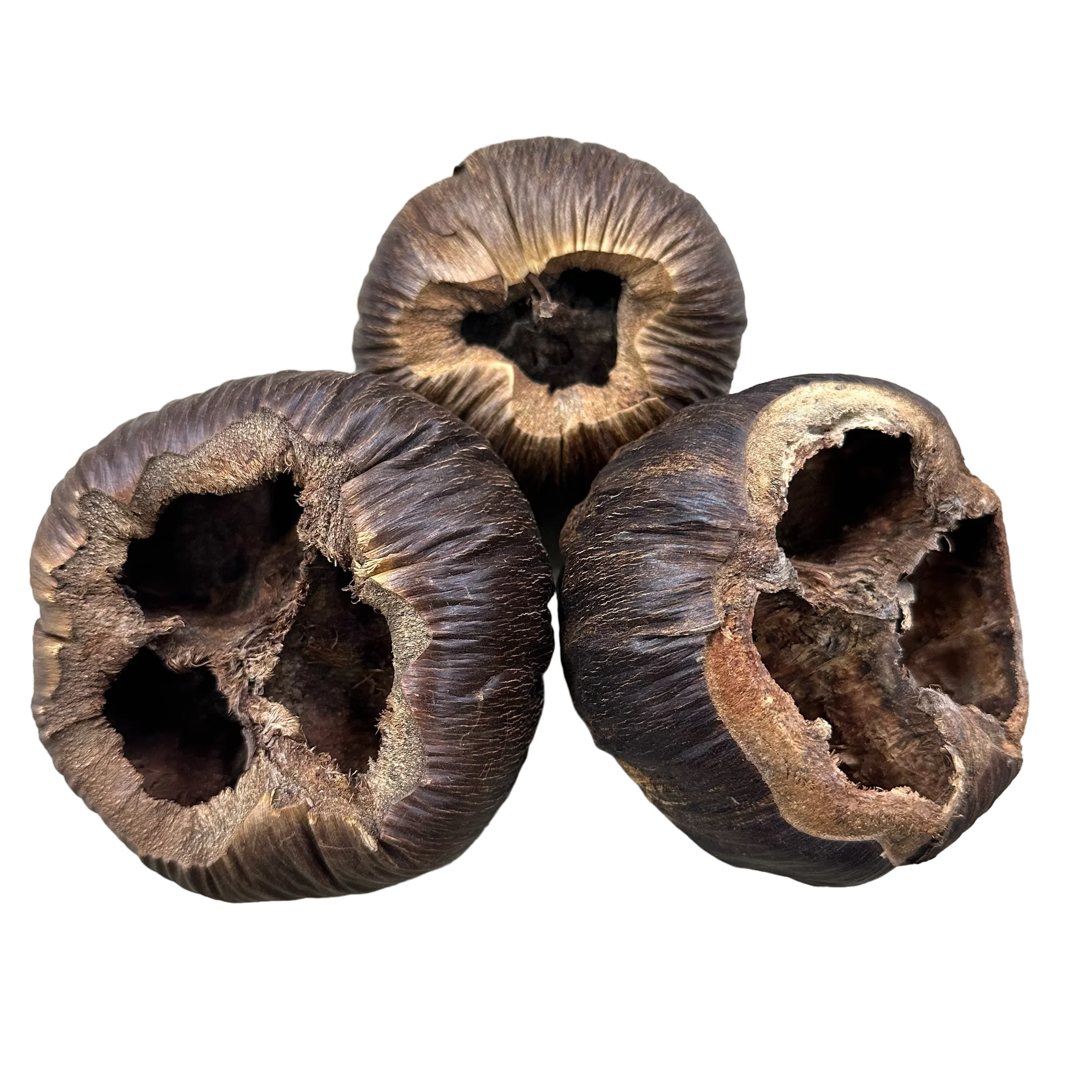 Borassus Pod