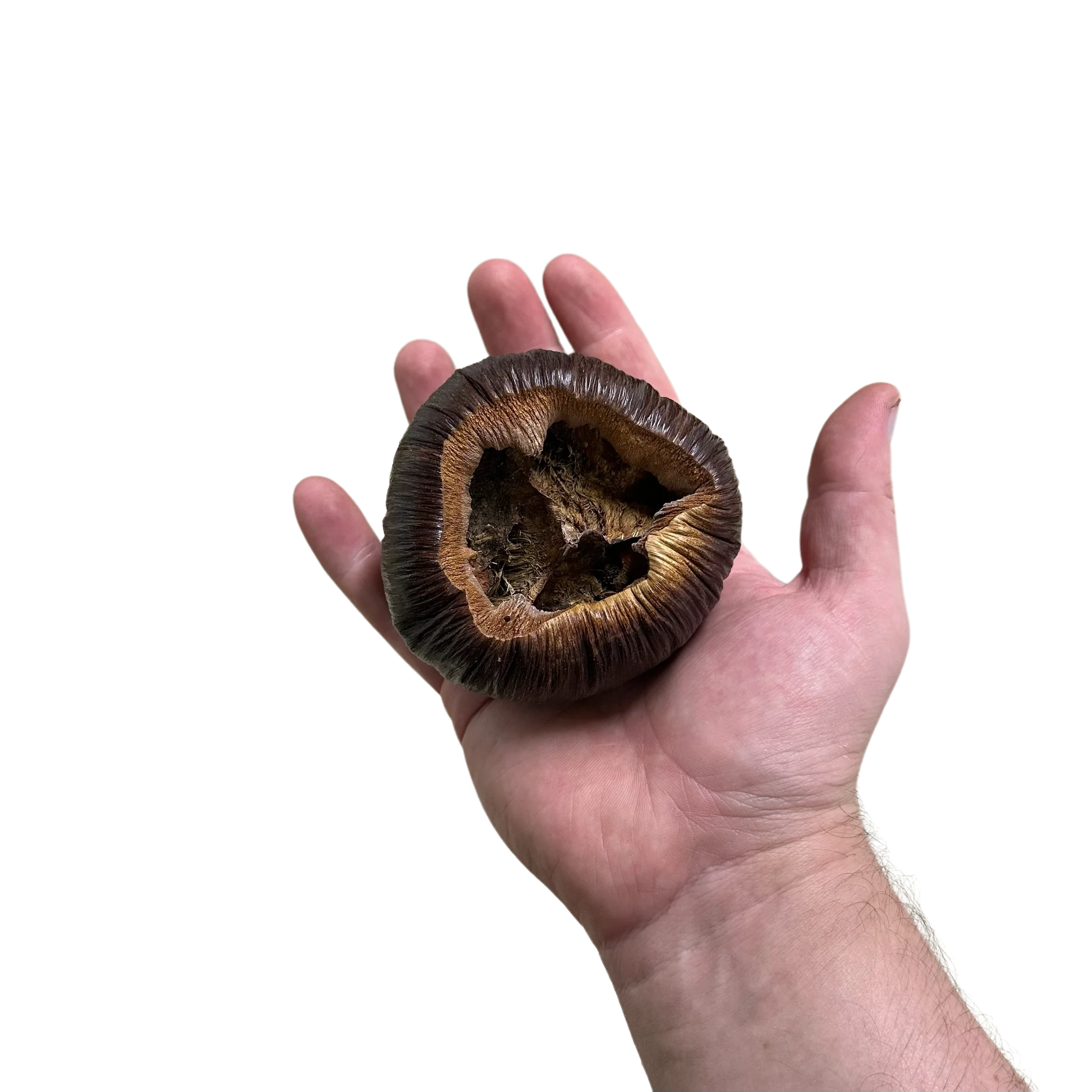 Borassus Pod - Image 2