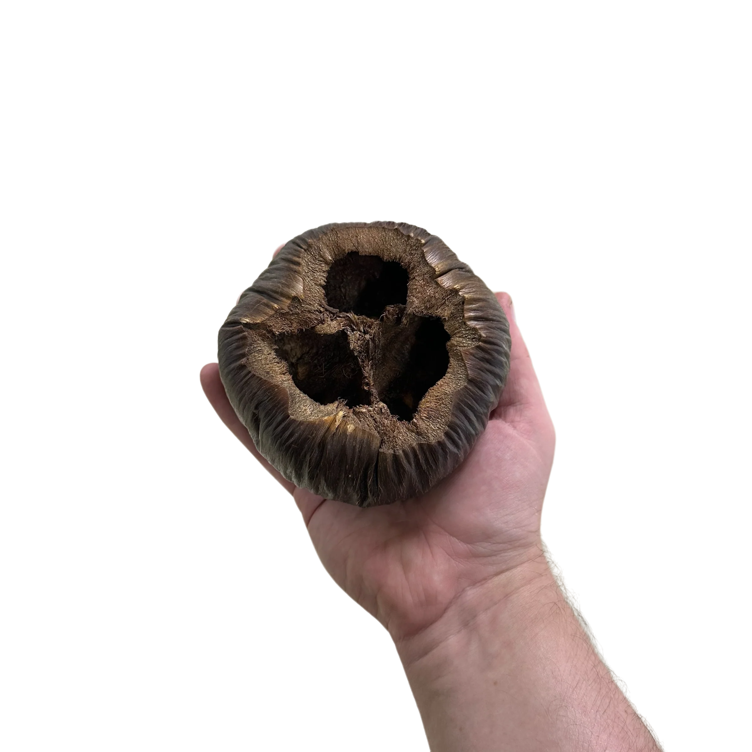 Borassus Pod - Image 3