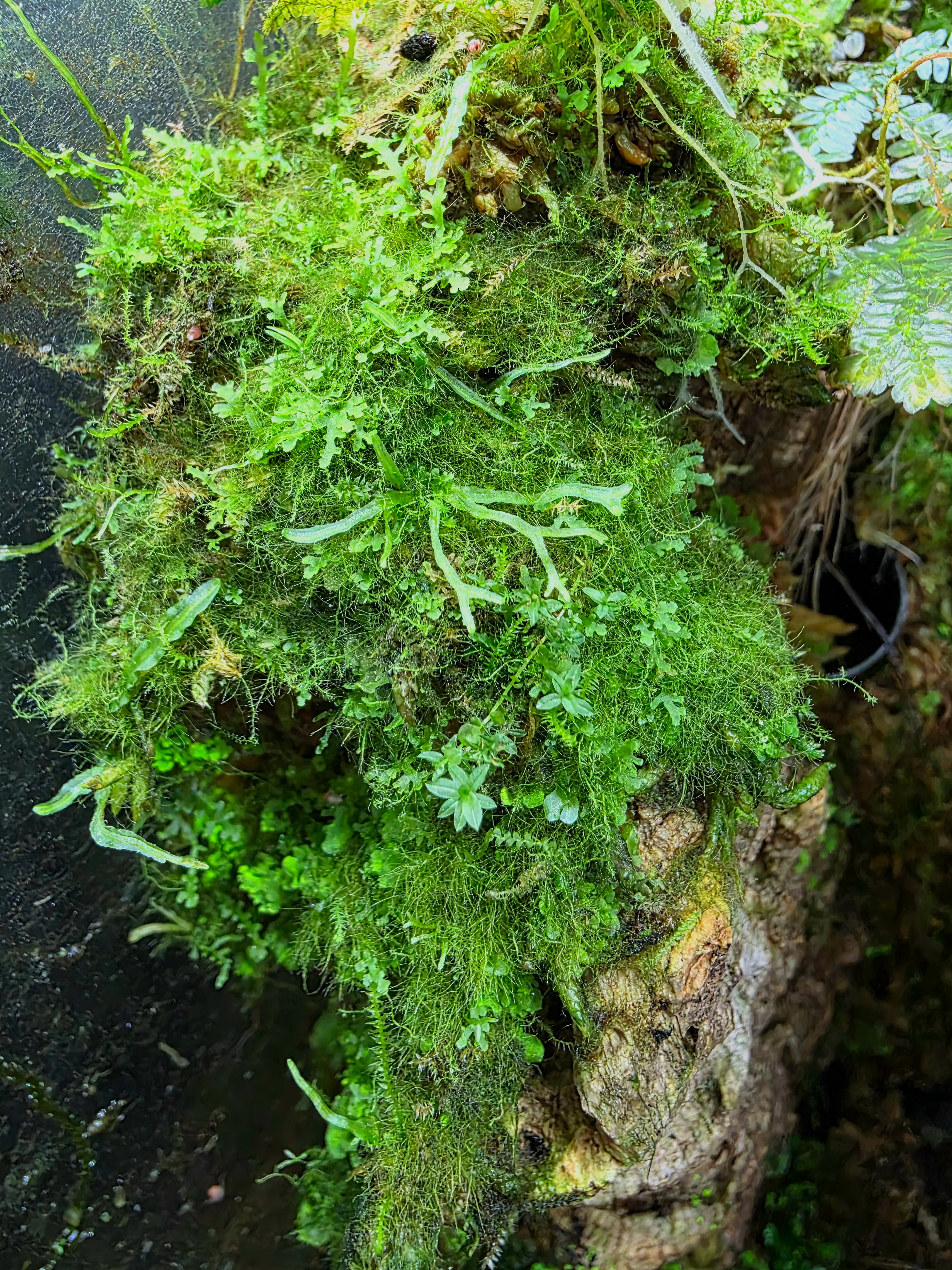 BryoBlend Premium Wet Moss Mix - New Options! - Image 3