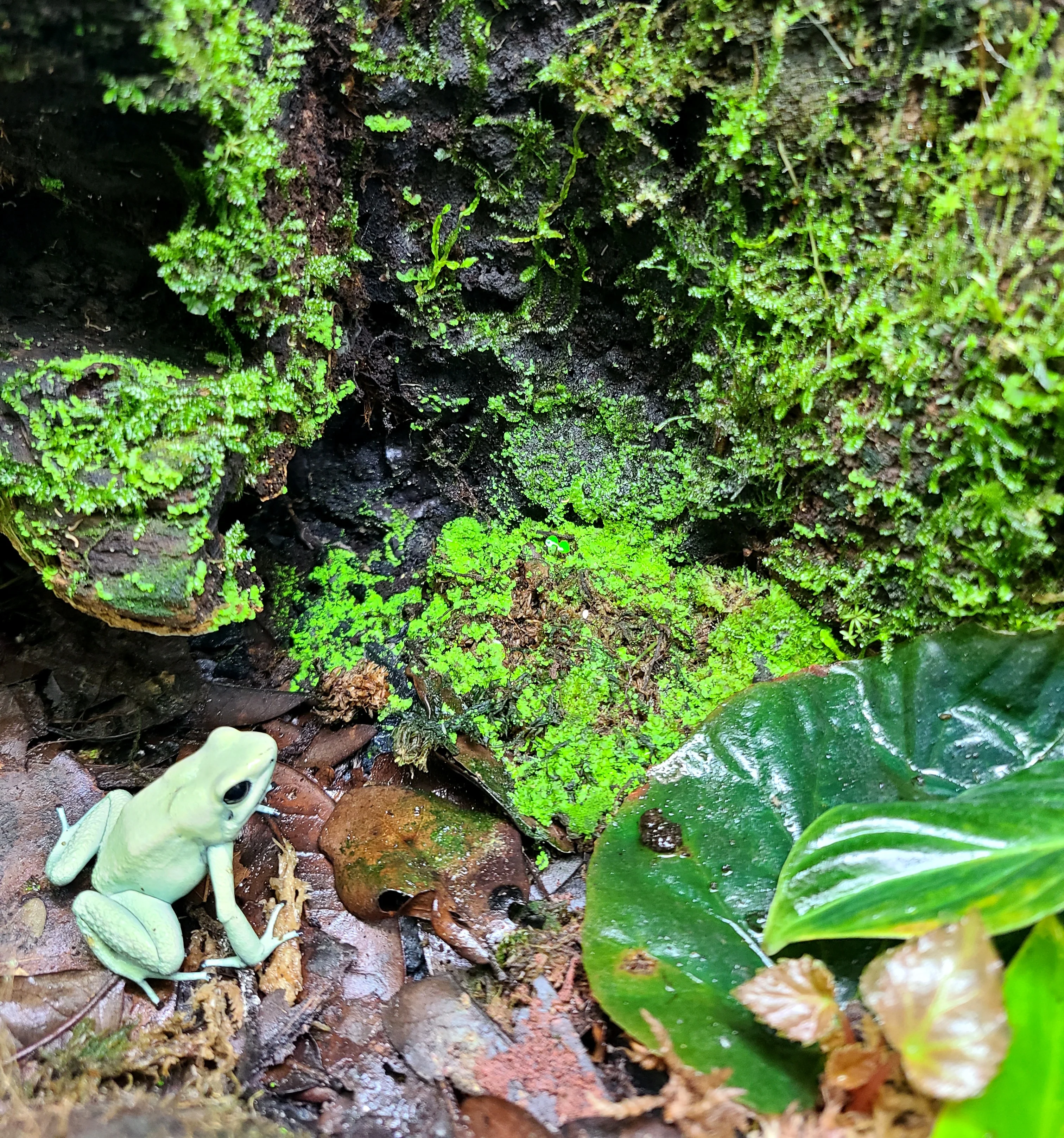 BryoBlend Premium Wet Moss Mix - New Options! - Image 7