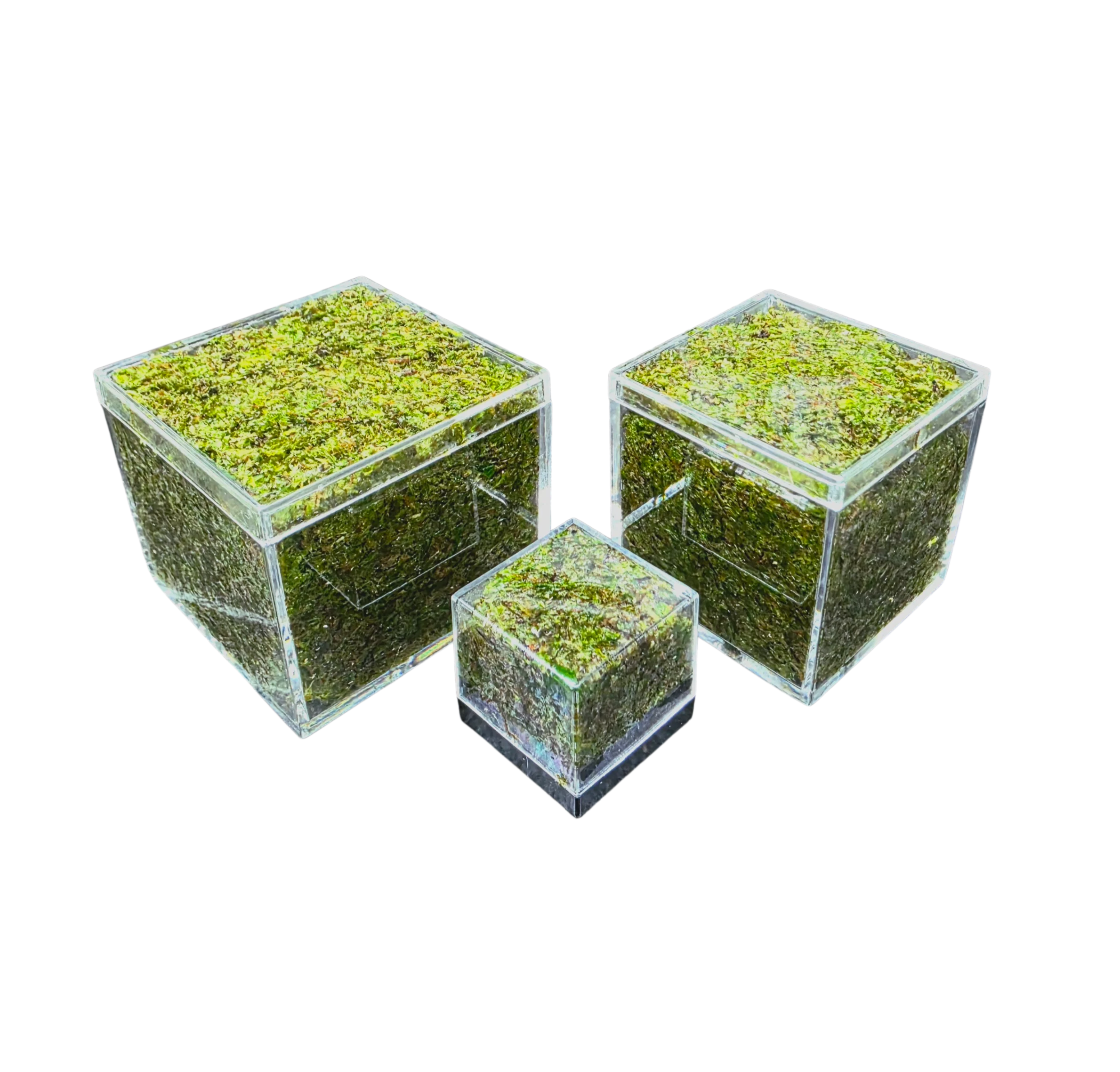 BryoBrick - Premium Compressed Moss Mix