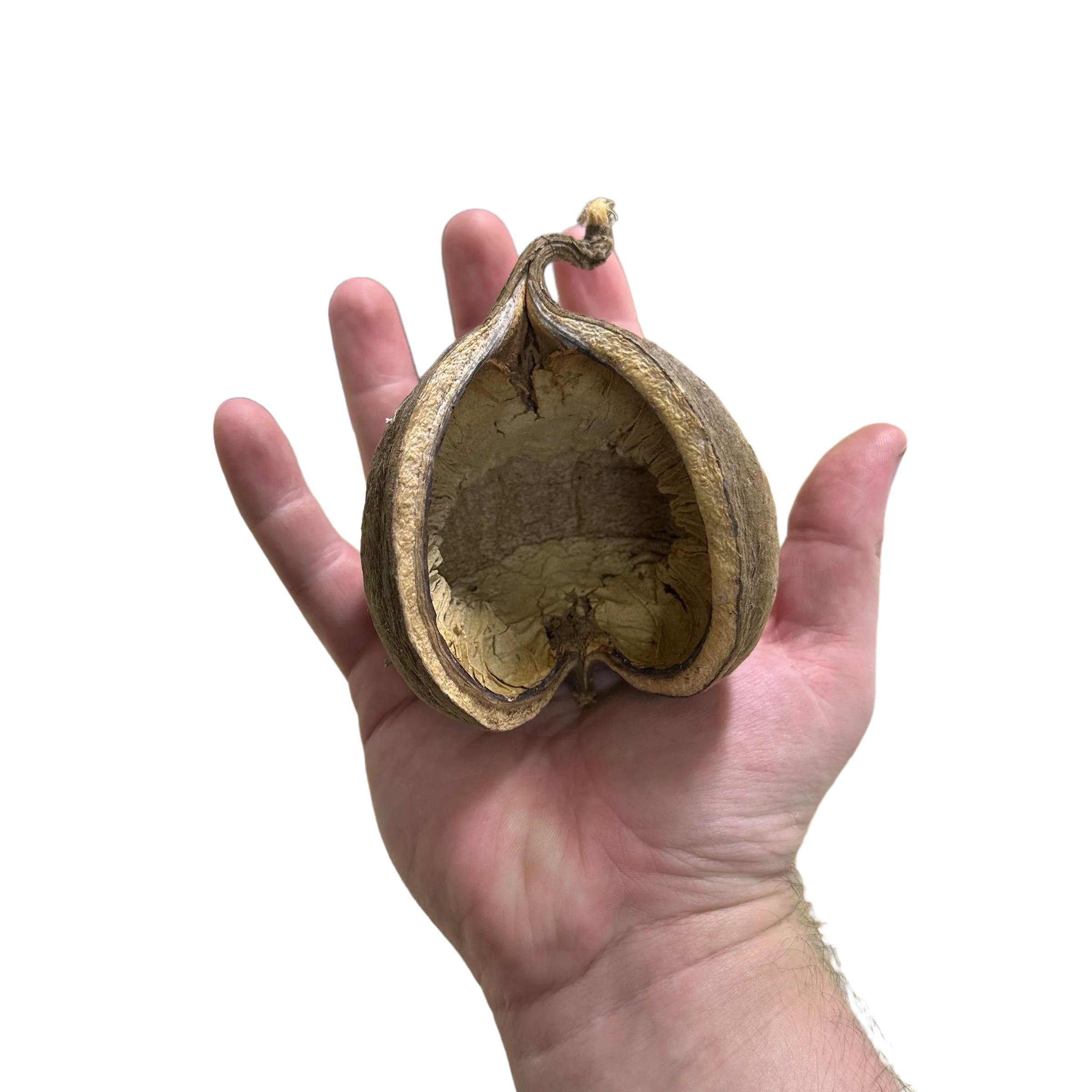 Buddha Pod - Image 2