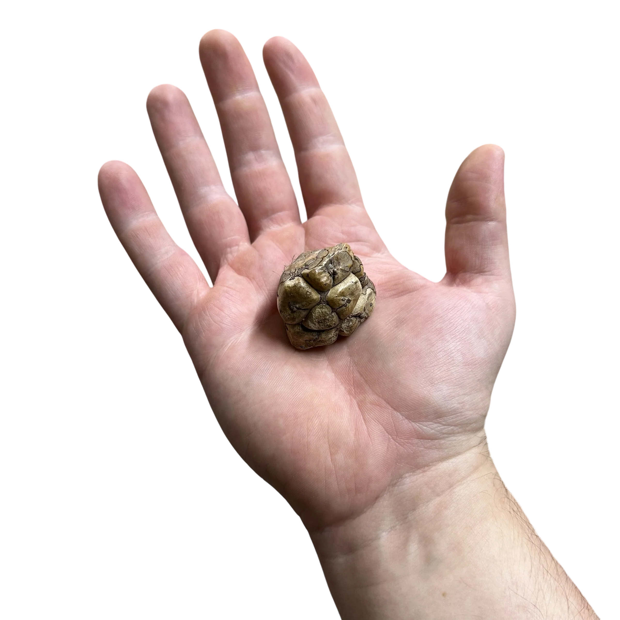 Bumpy Pods - Image 2