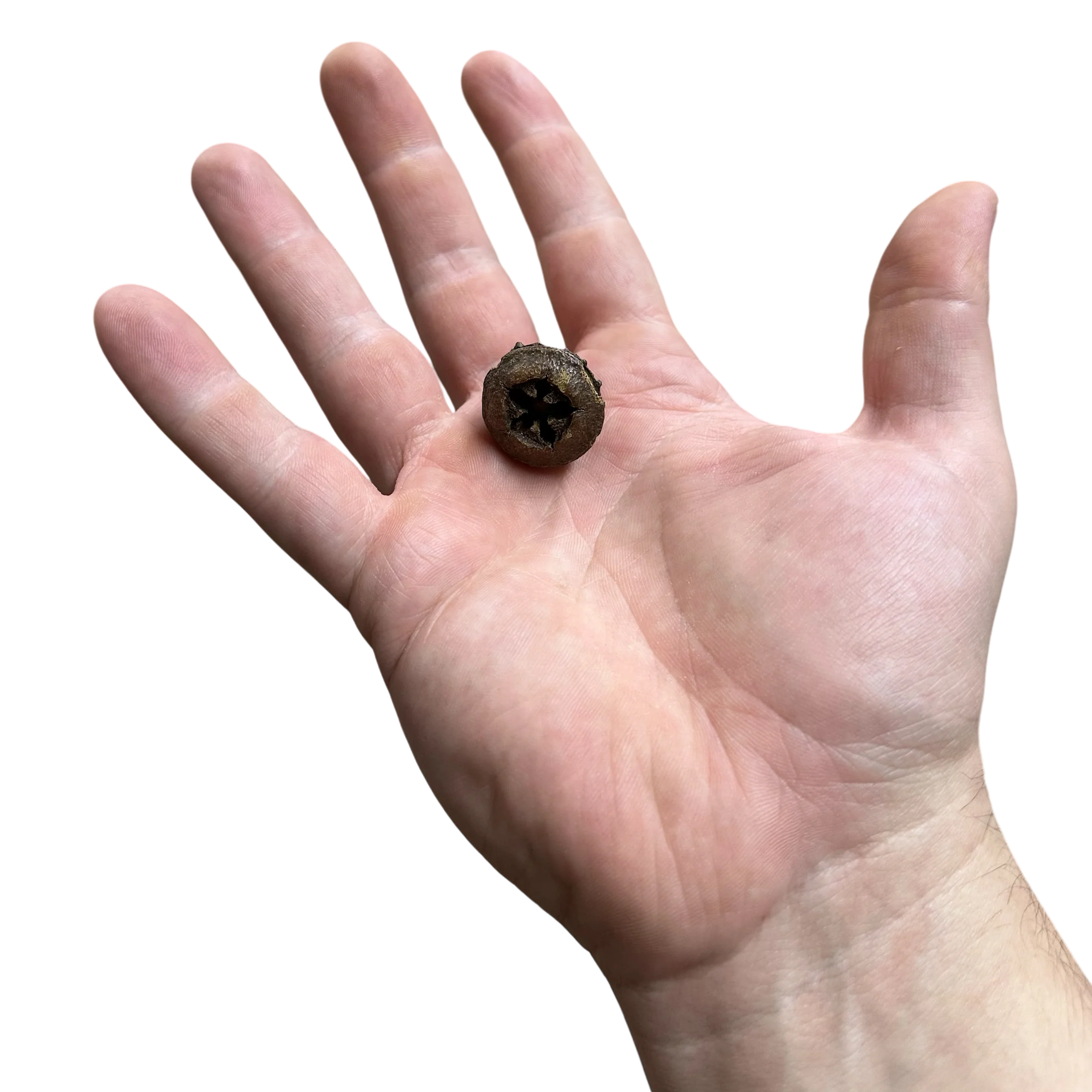 Button Pods - Image 2