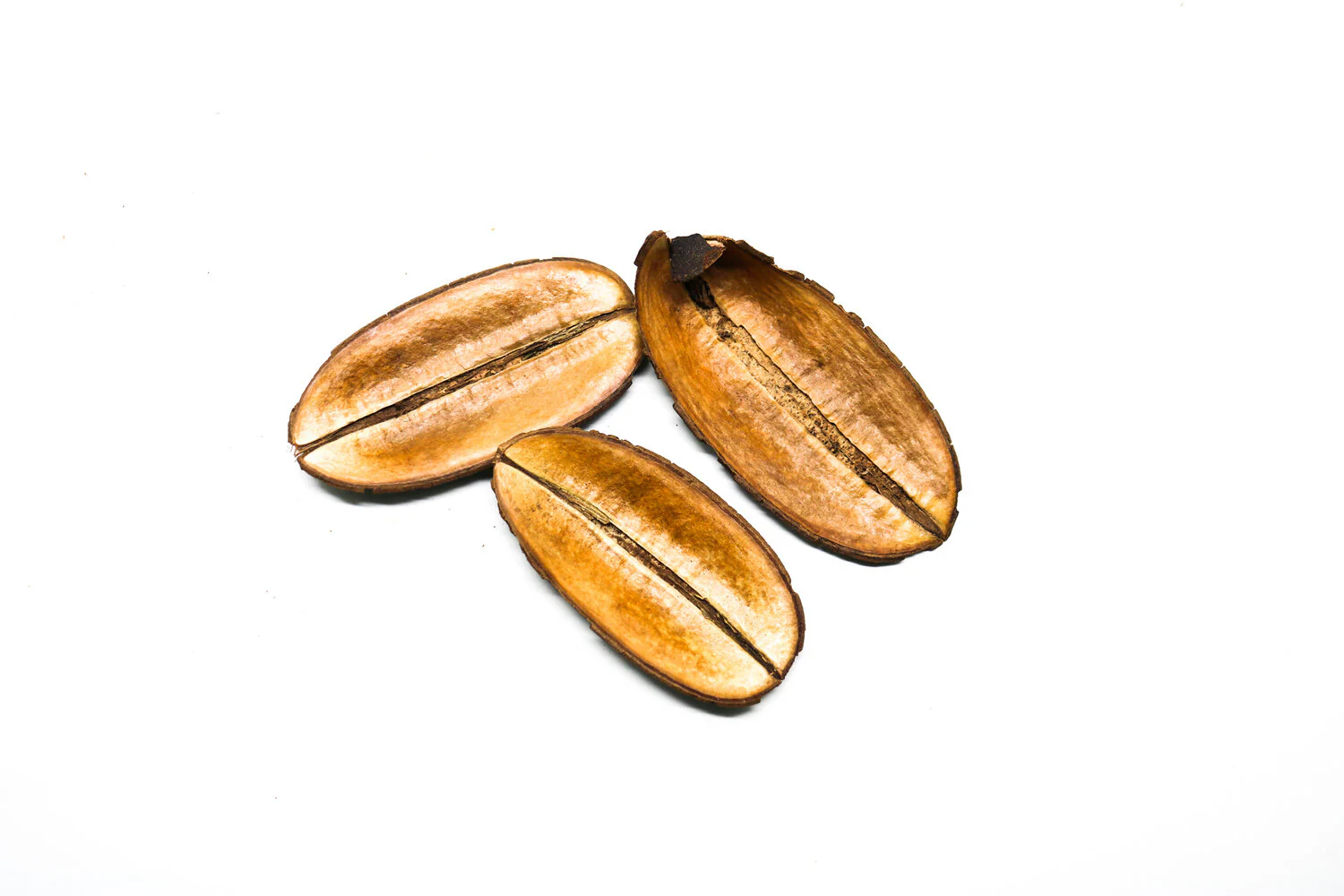 Coffee Bean Pod - Small