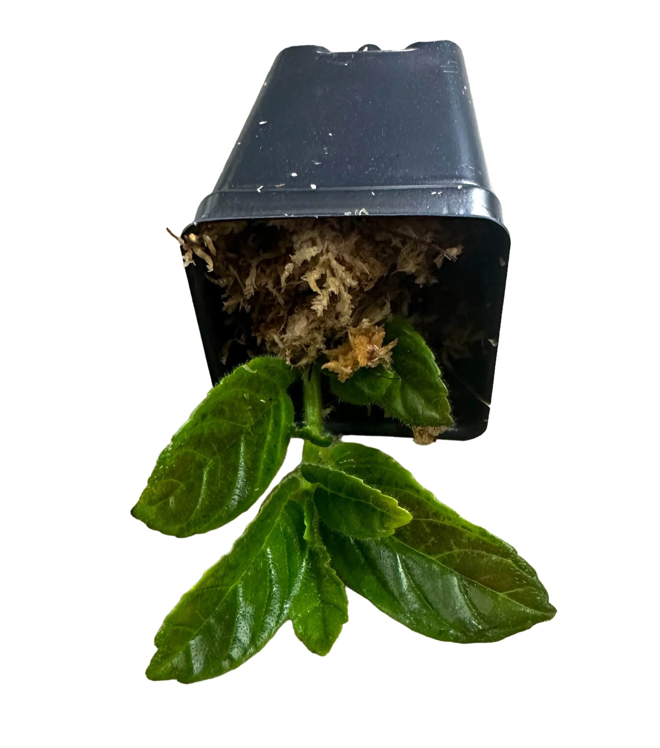 Columnea orientandia “Mindo Ecuador” - Image 2