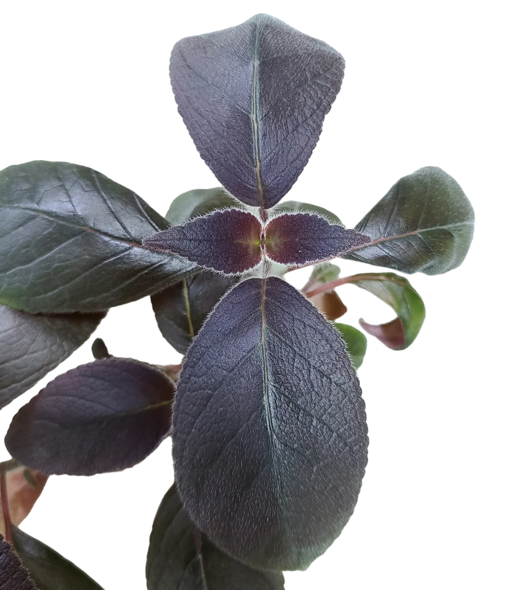 Kohleria tubiflora - Image 2