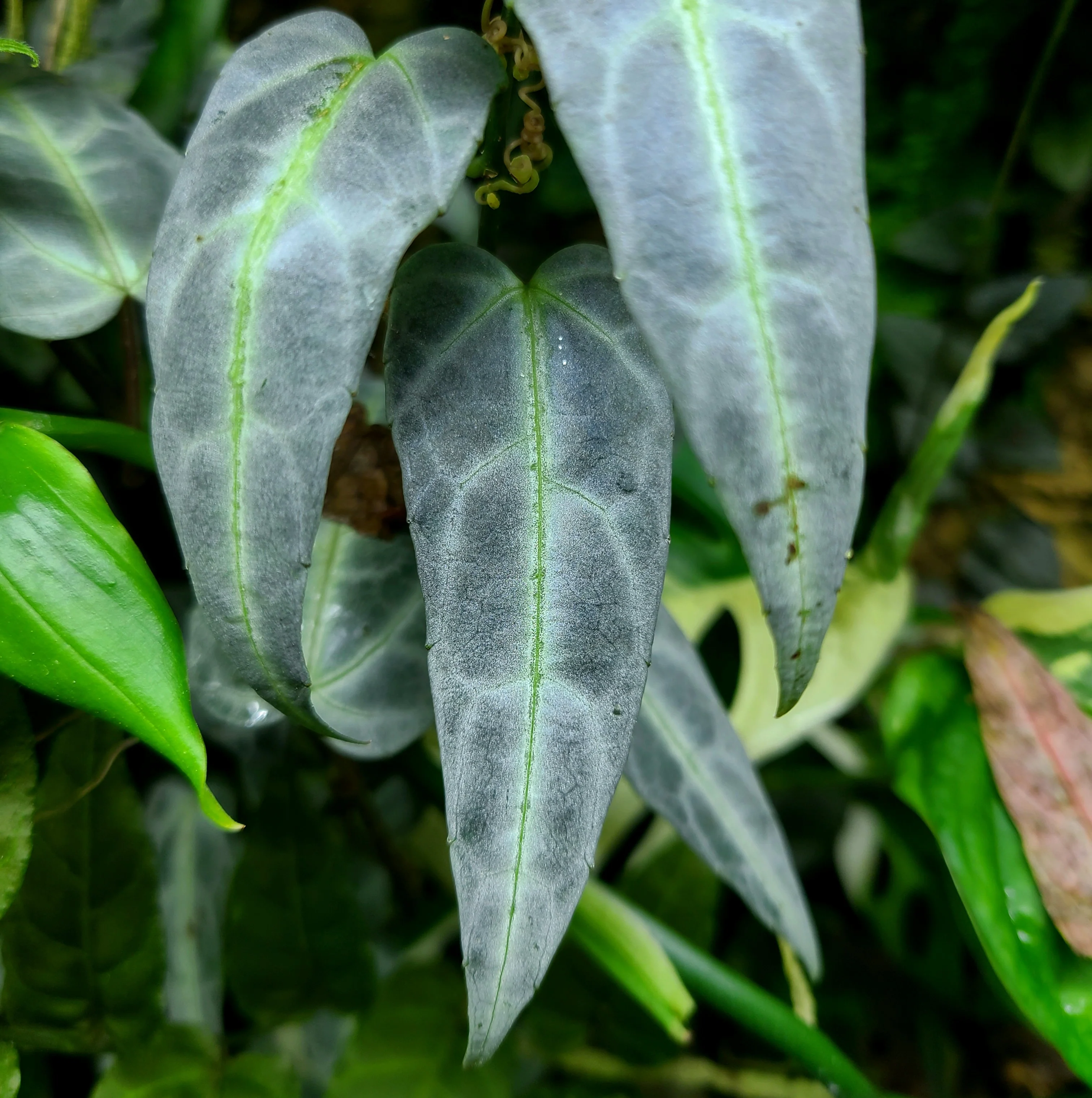 Cissus amazonica - Image 3