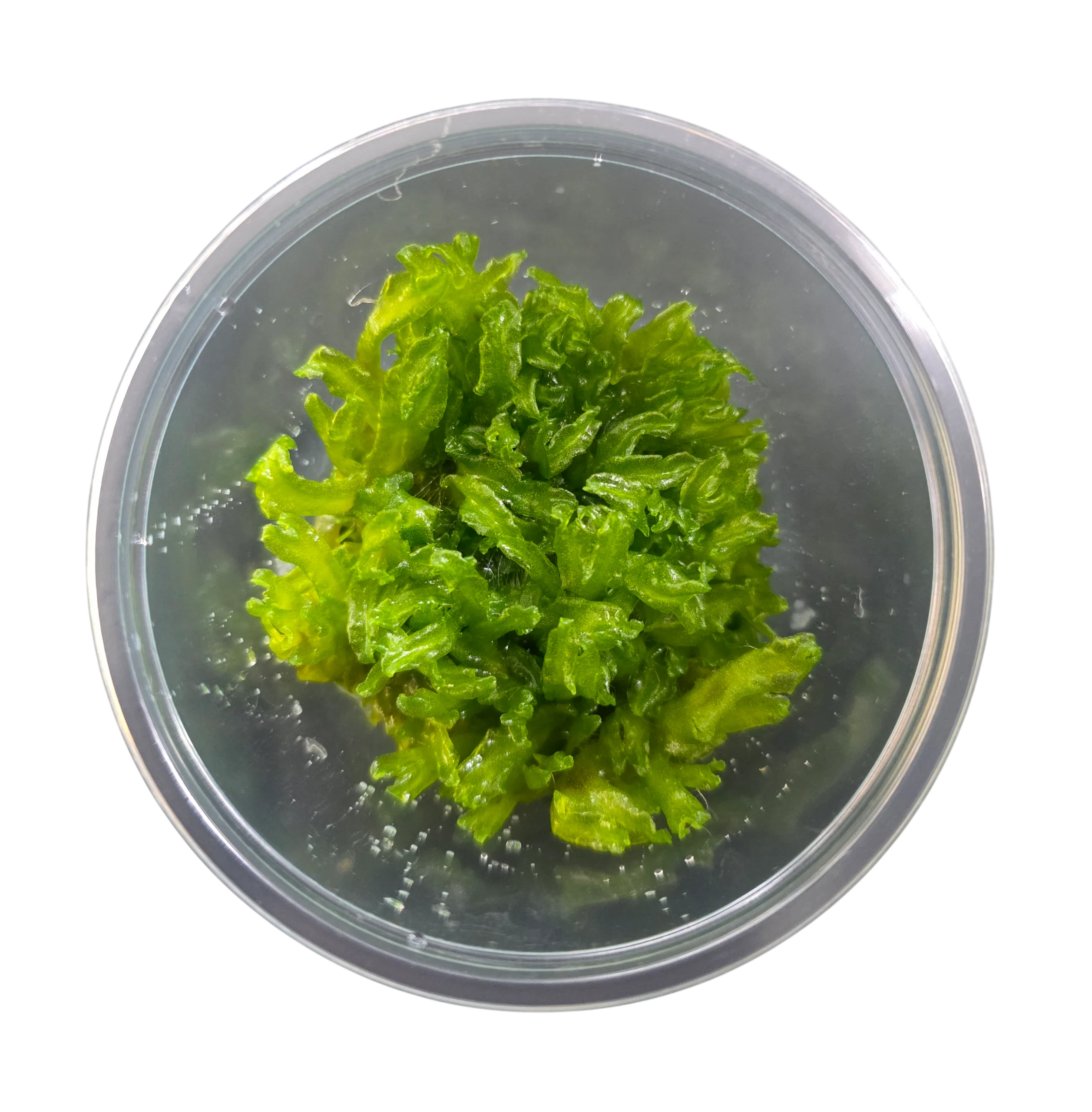 Tissue Cultured Liverwort - Monosolenium tenerum