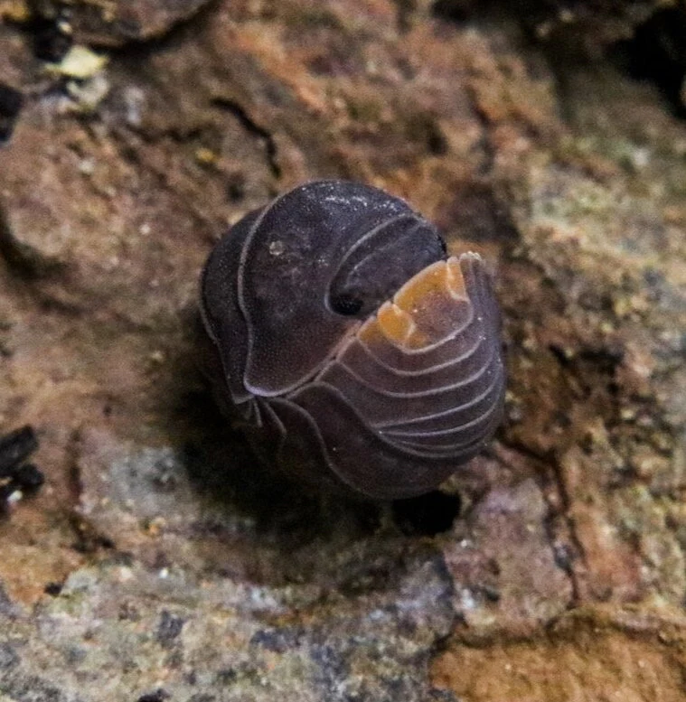 Cubaris murina "Little Sea" - Image 2