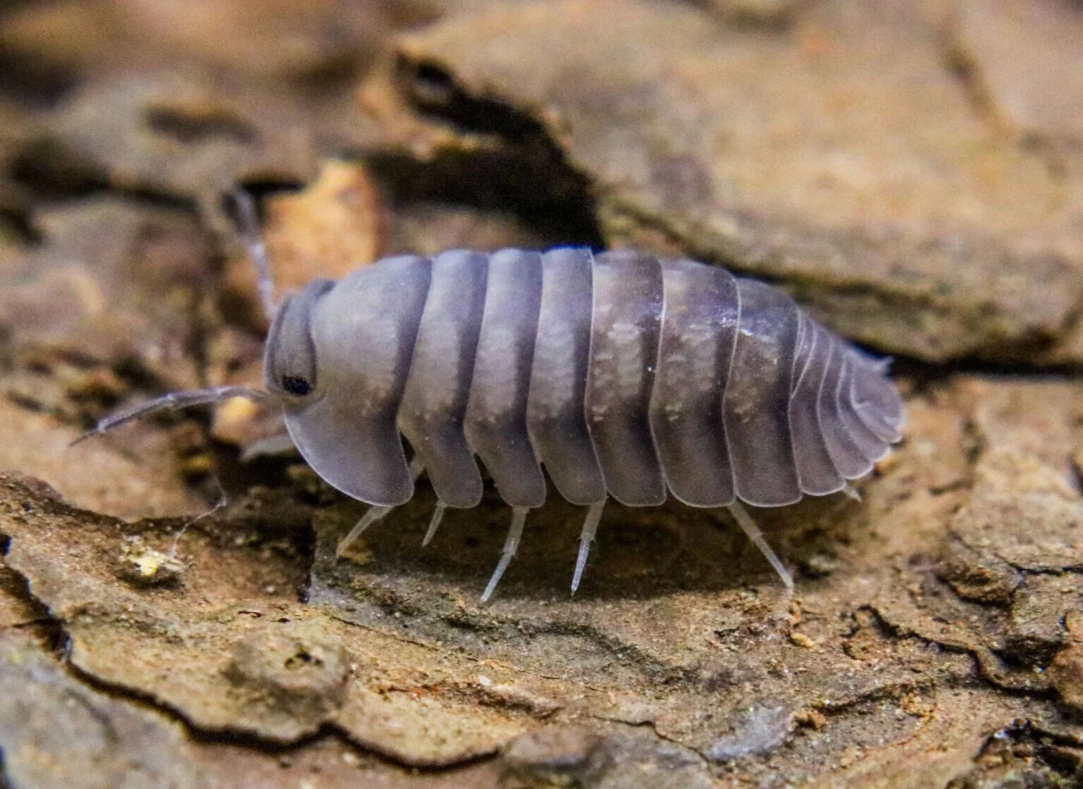 Cubaris sp. "Blue Pidgeon"