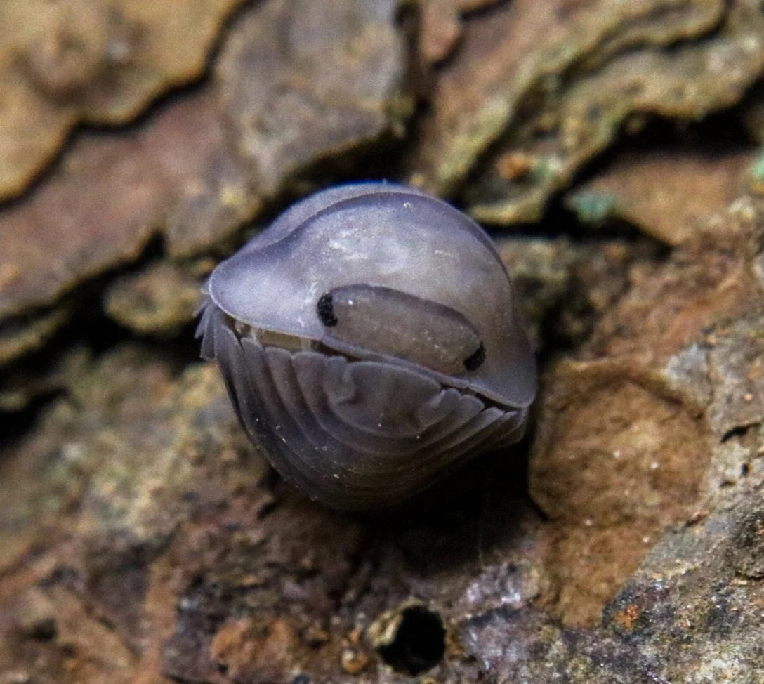 Cubaris sp. "Blue Pidgeon" - Image 2