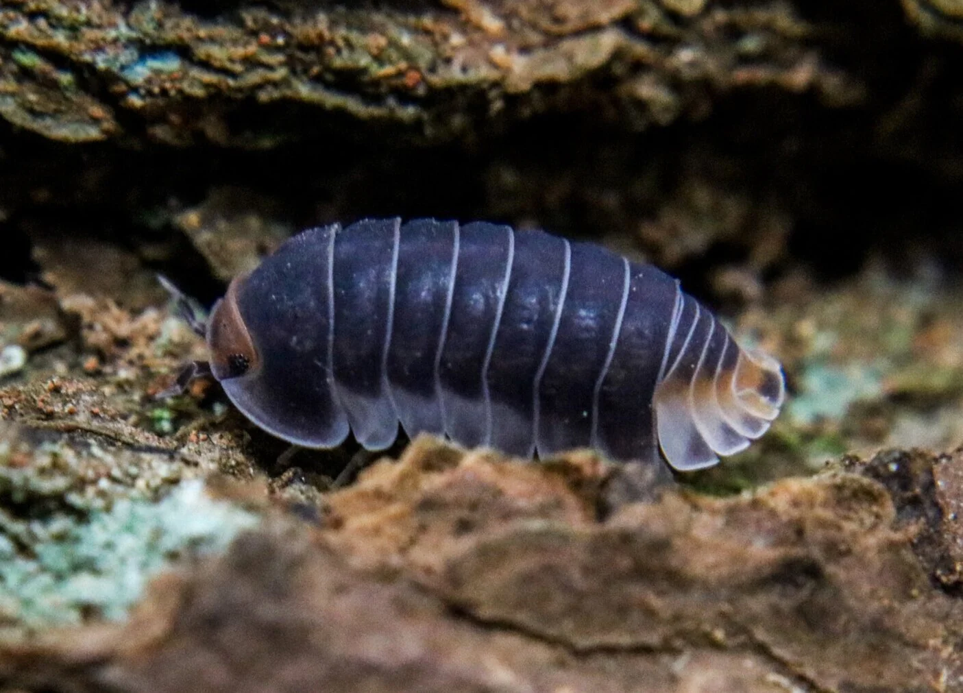 Cubaris sp. "Pak Chong"