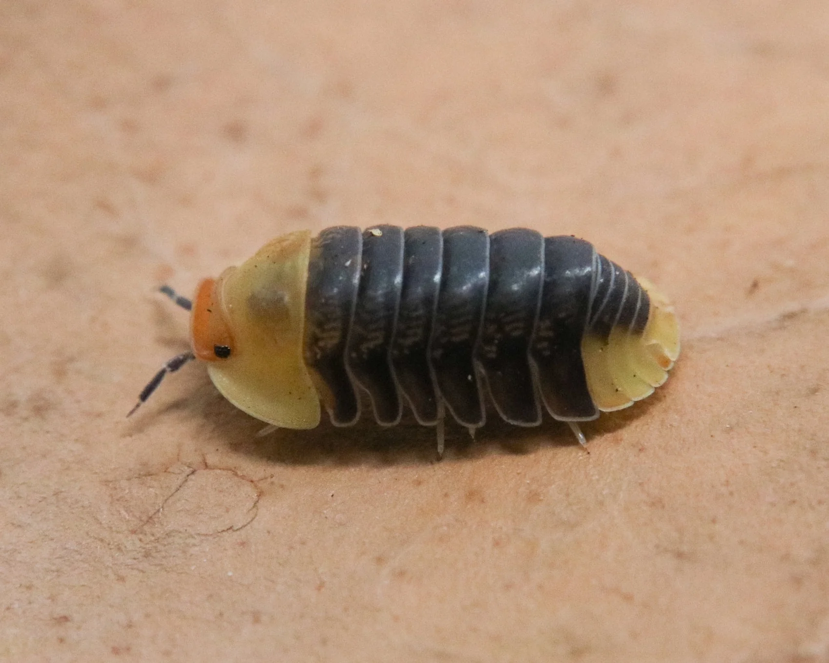 Cubaris sp. "Rubber Ducky" - Image 3