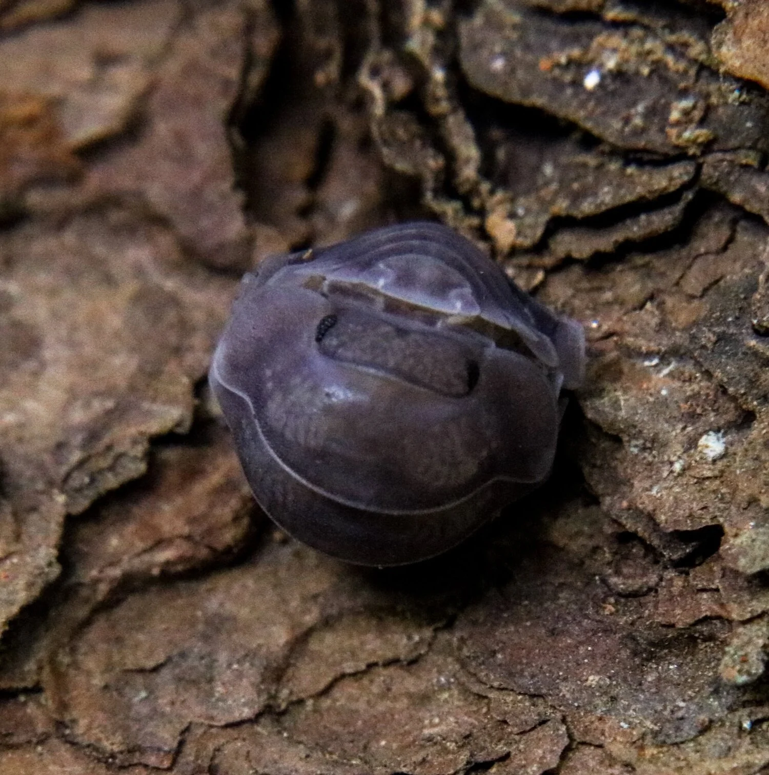 Cubaris sp. "Silver Ghost" - Image 2