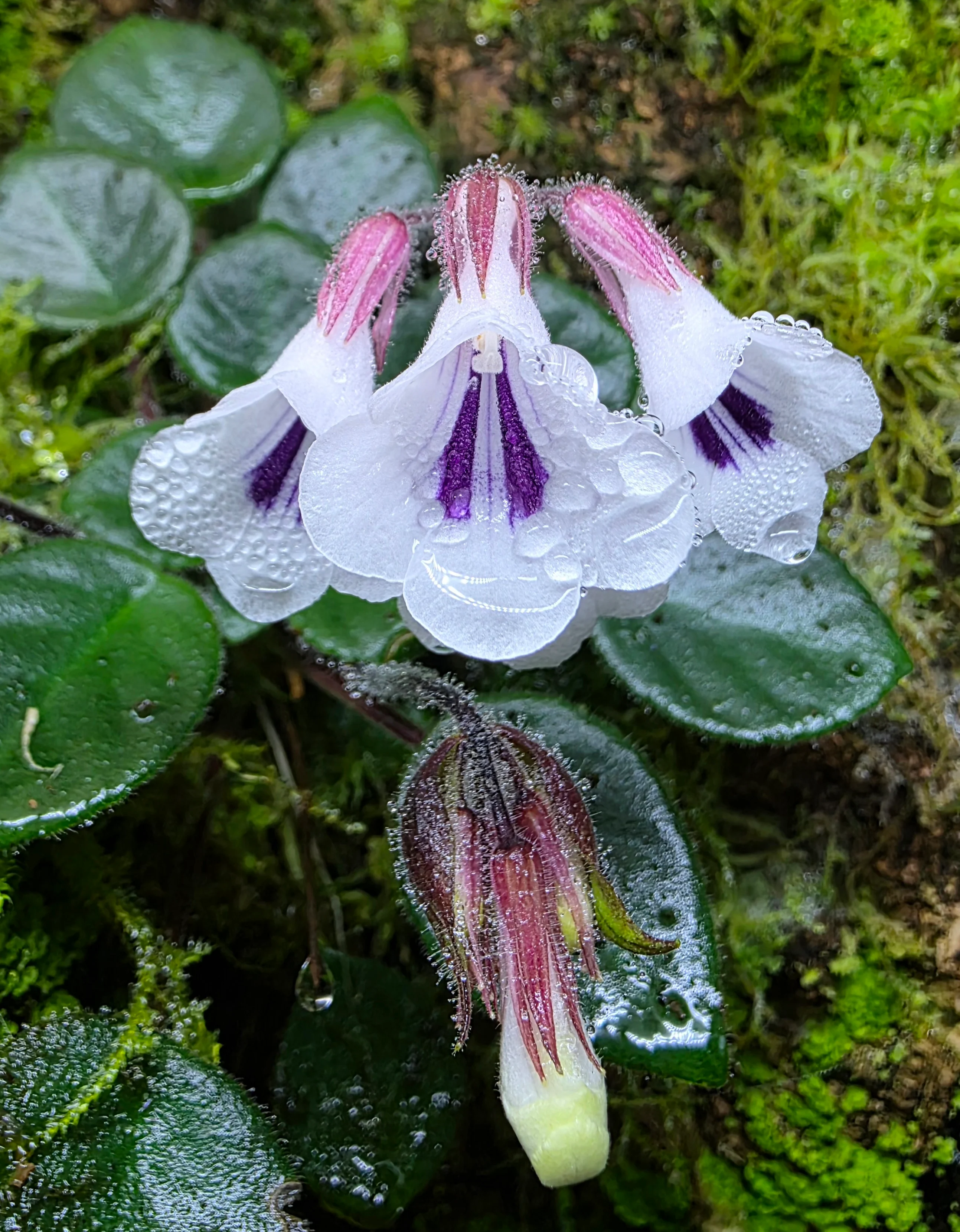 Metapetrocosmea tamiana - Image 3