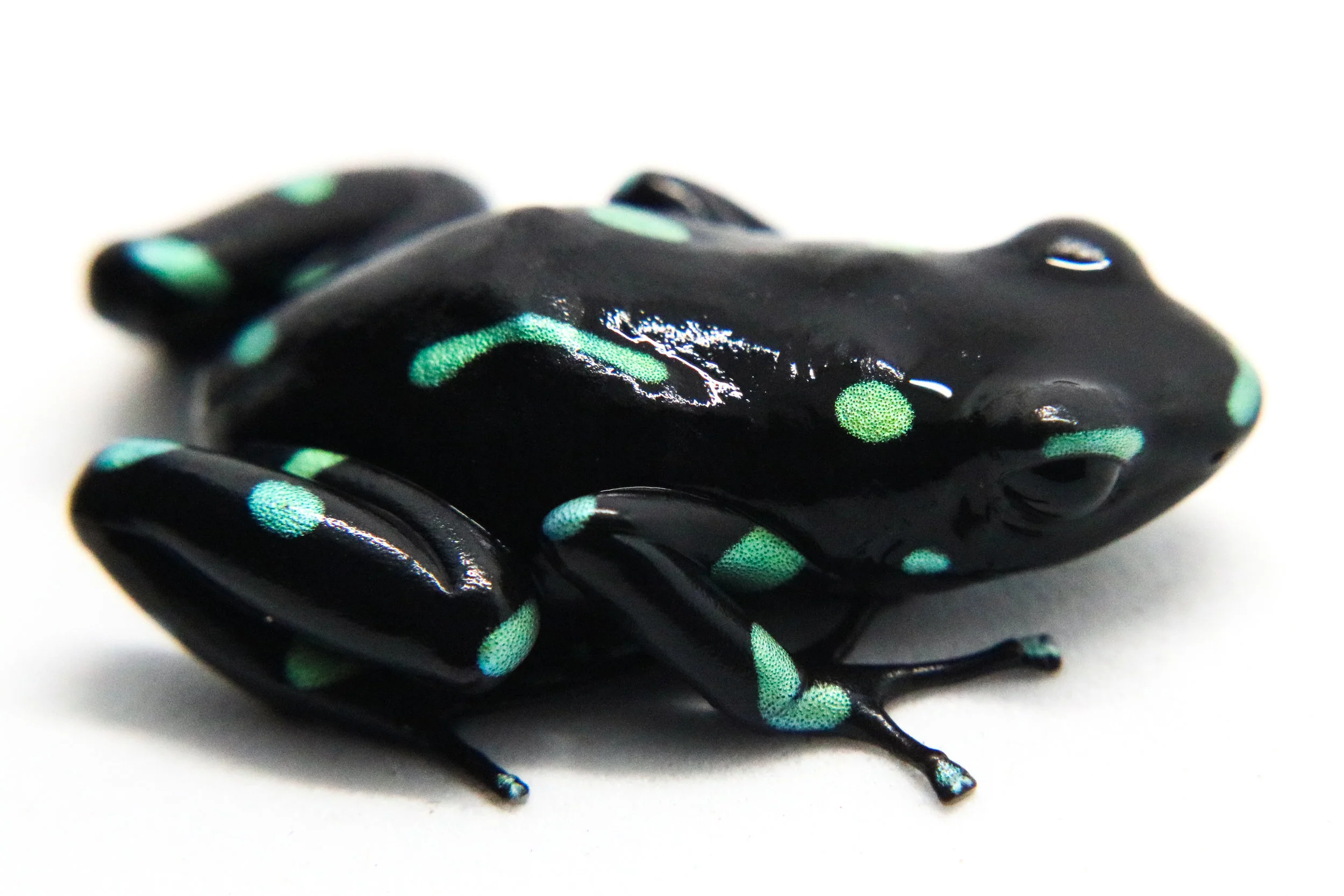 Dendrobates auratus "Ancon Hill" - Image 3