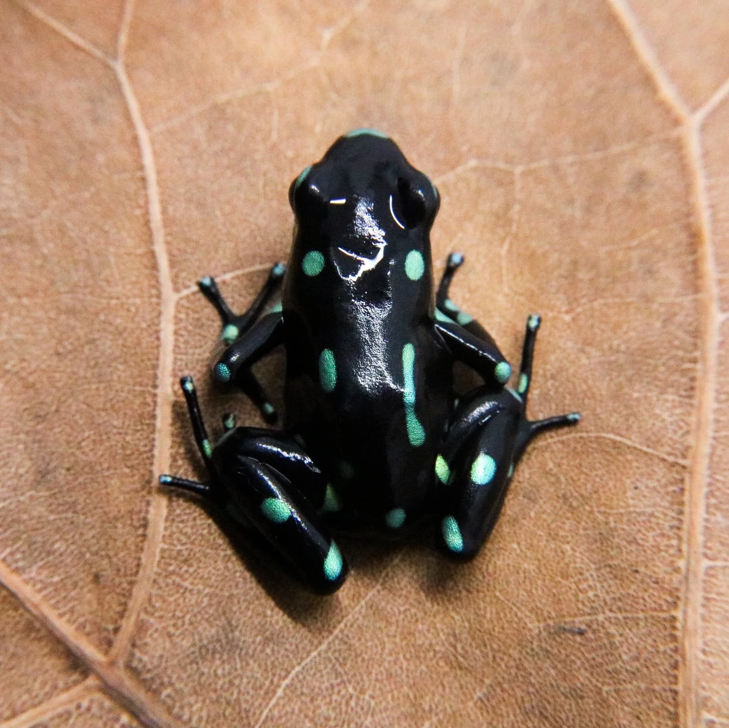 Dendrobates auratus "Ancon Hill” Tadpole - Image 2