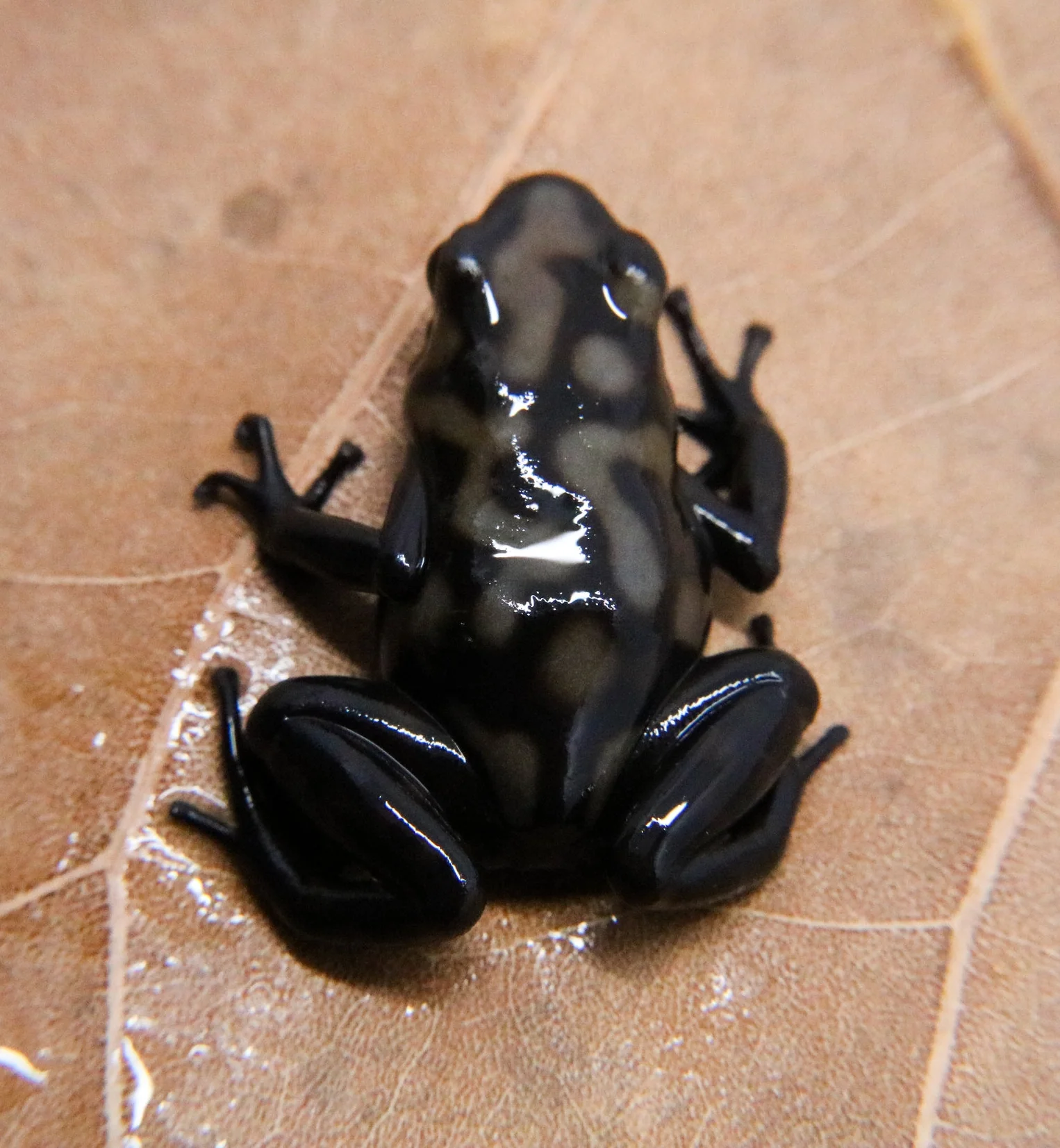 Dendrobates auratus "Campana" - Image 3