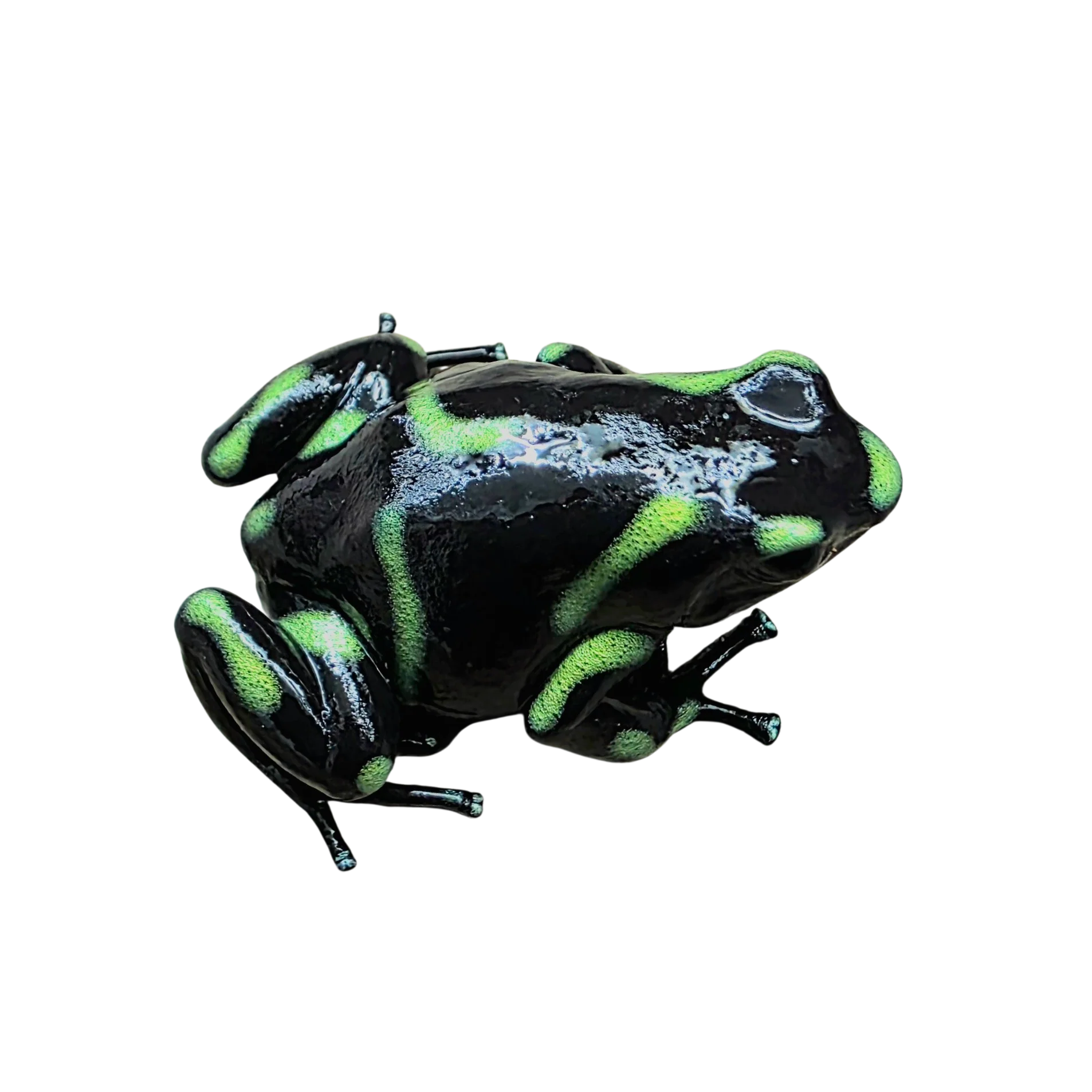 Dendrobates auratus "Capira" Tadpole