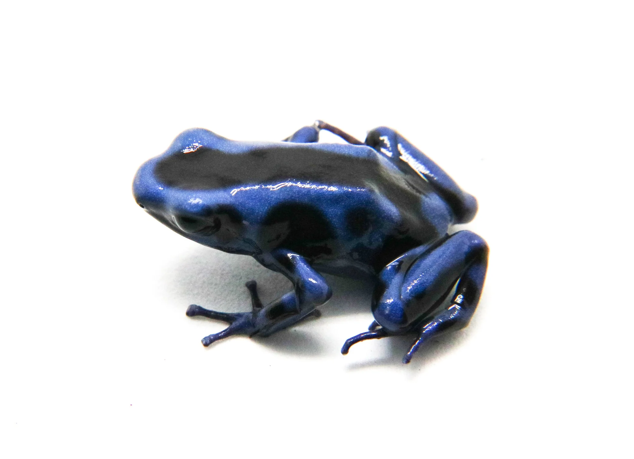 Dendrobates auratus "Columbian Blue and Green" Tadpole - Image 3