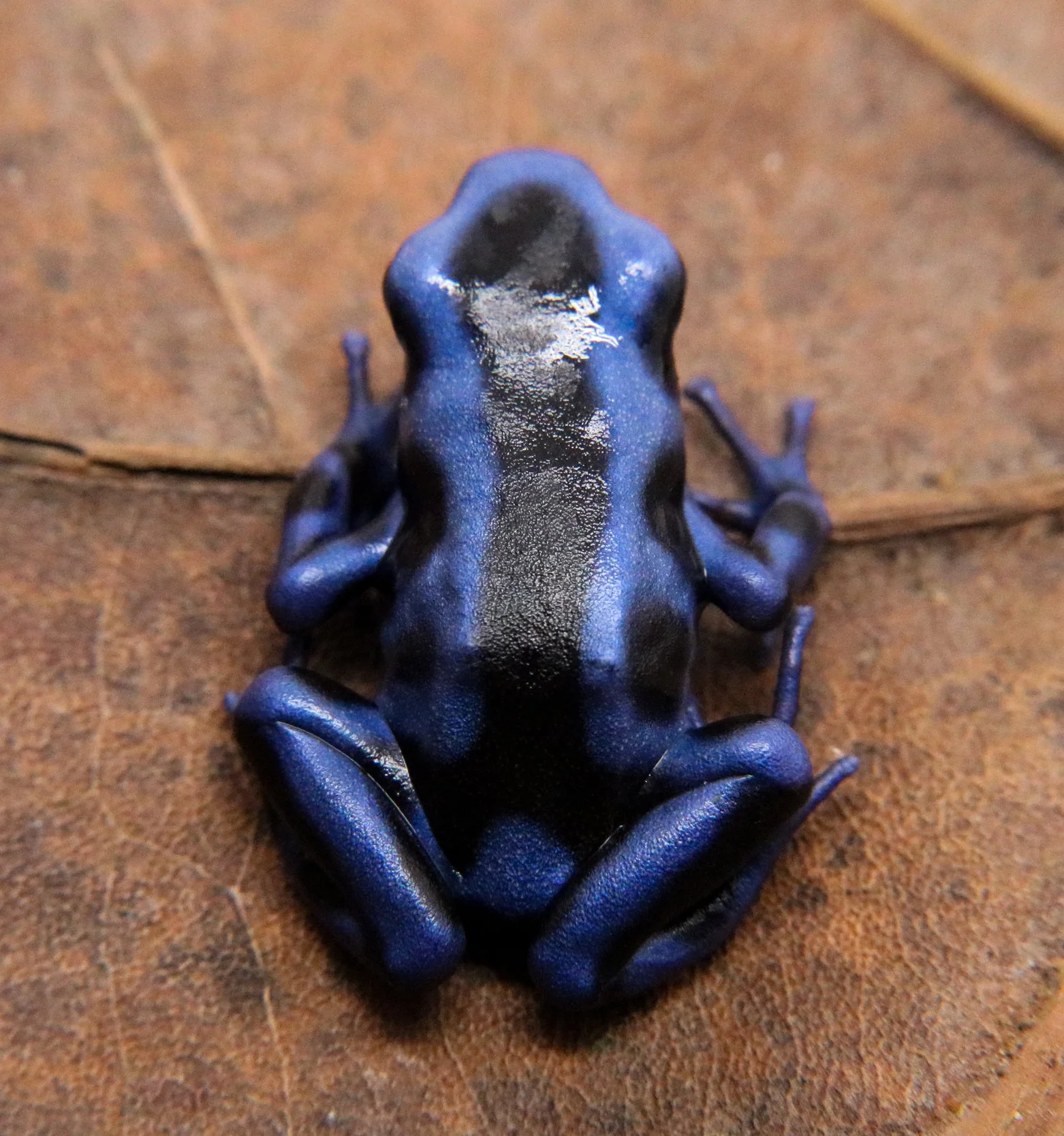 Dendrobates auratus "Columbian Green and Blue" - Image 4