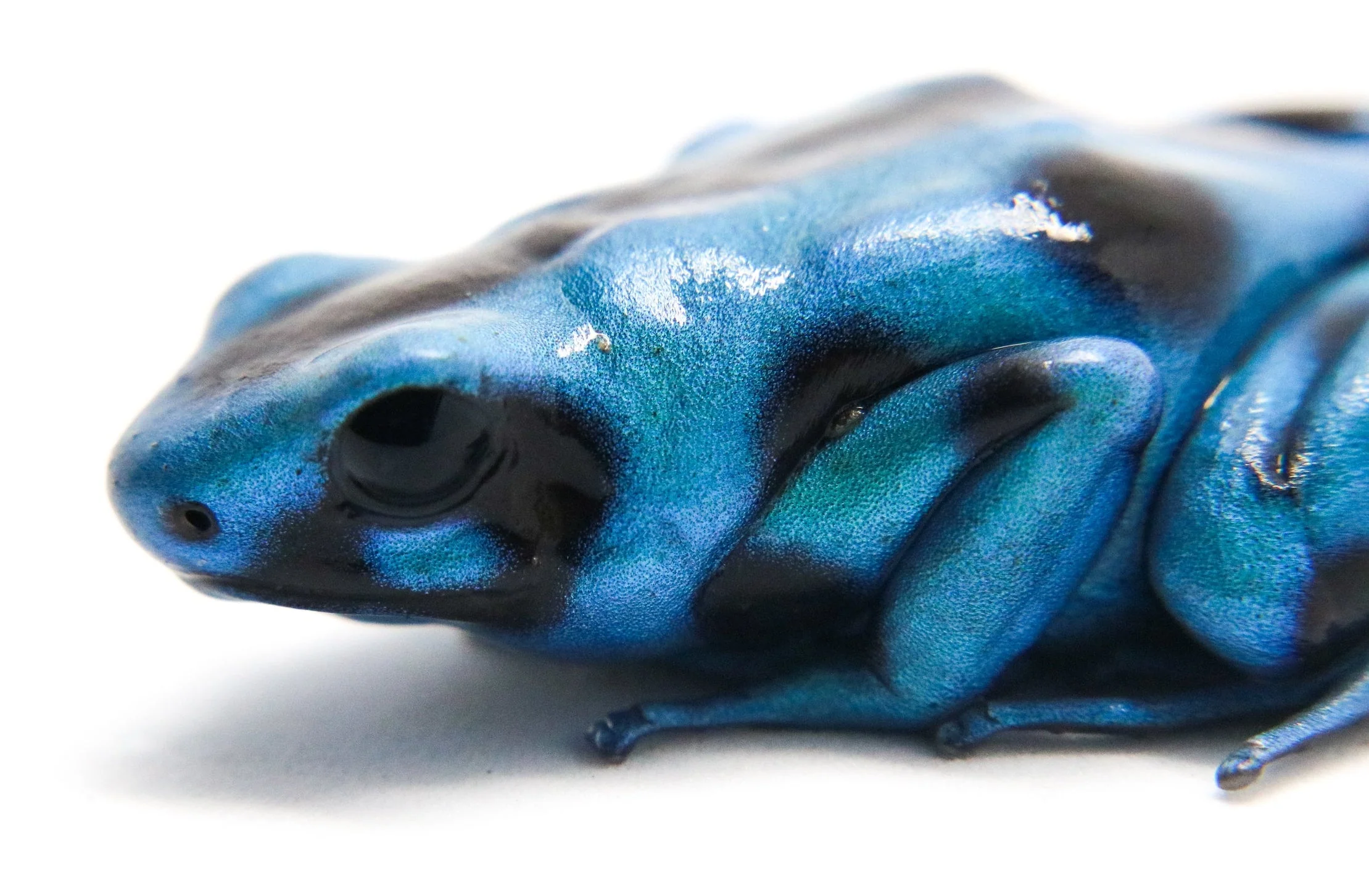 Dendrobates auratus "El Cope" - Tadpole - Image 3