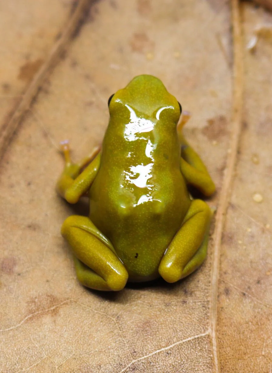 Dendrobates auratus "El Oro" - Image 2