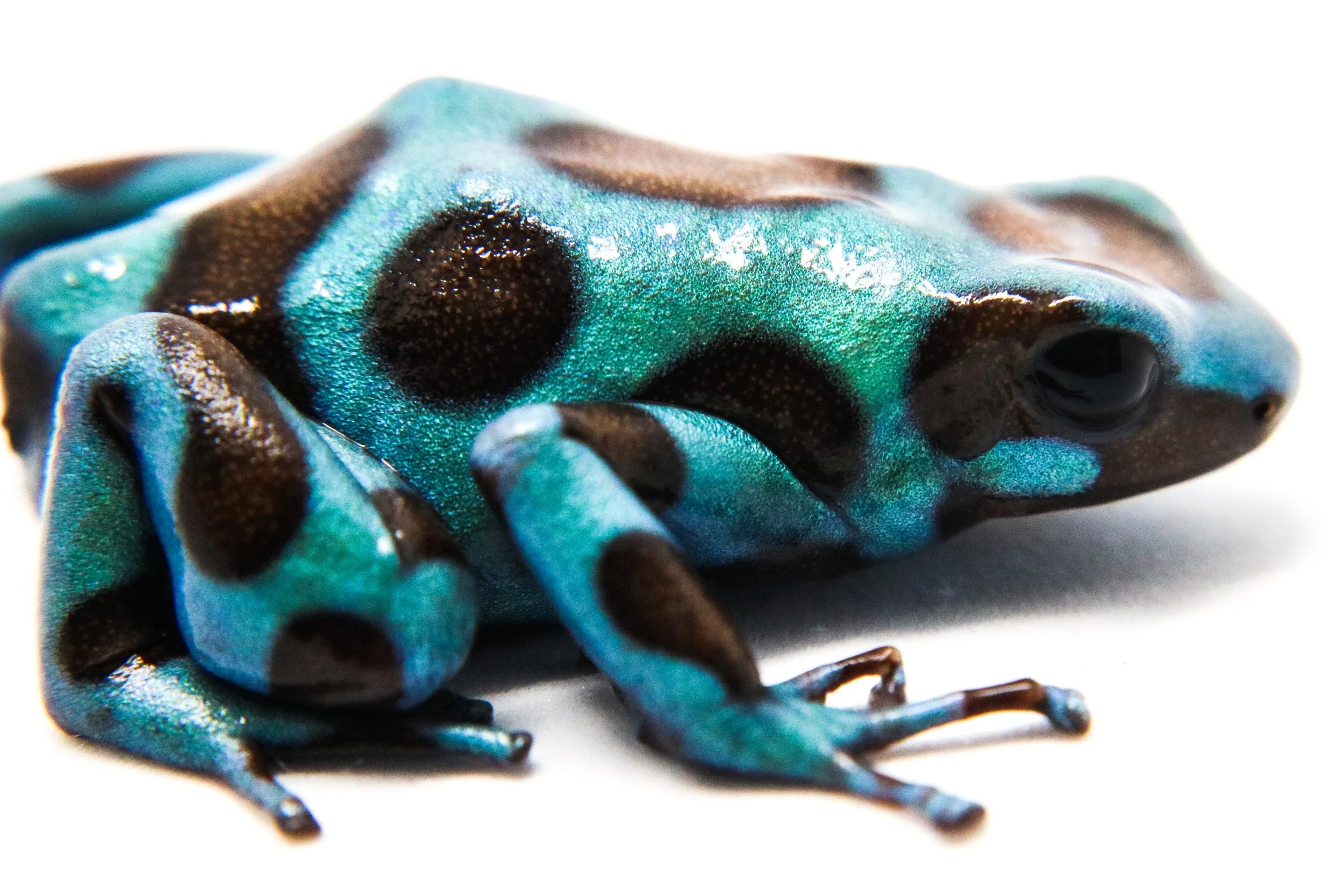 Dendrobates auratus "Green and Bronze" Tadpole - Image 3