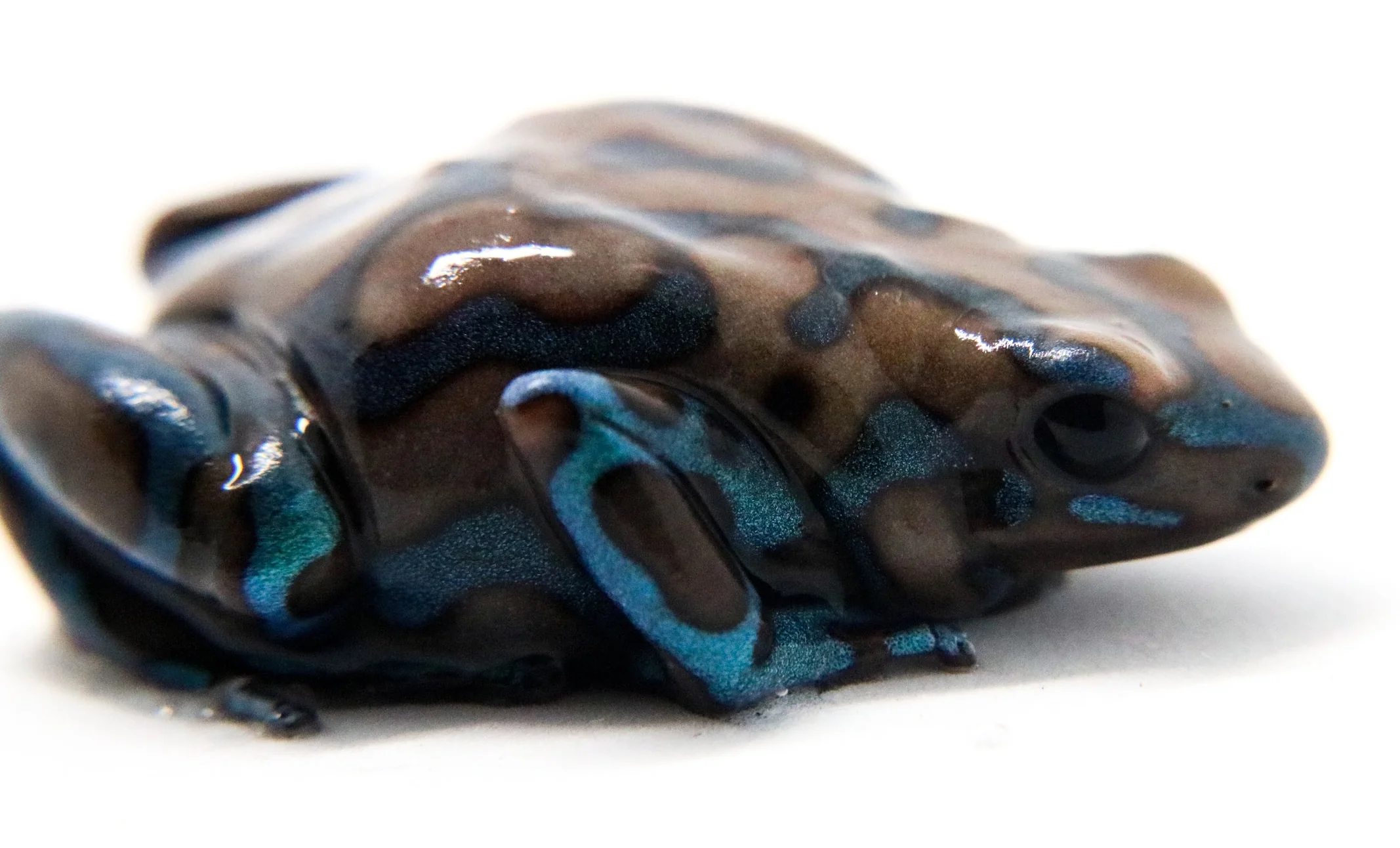 Dendrobates auratus "Green and White" Tadpole - Image 3