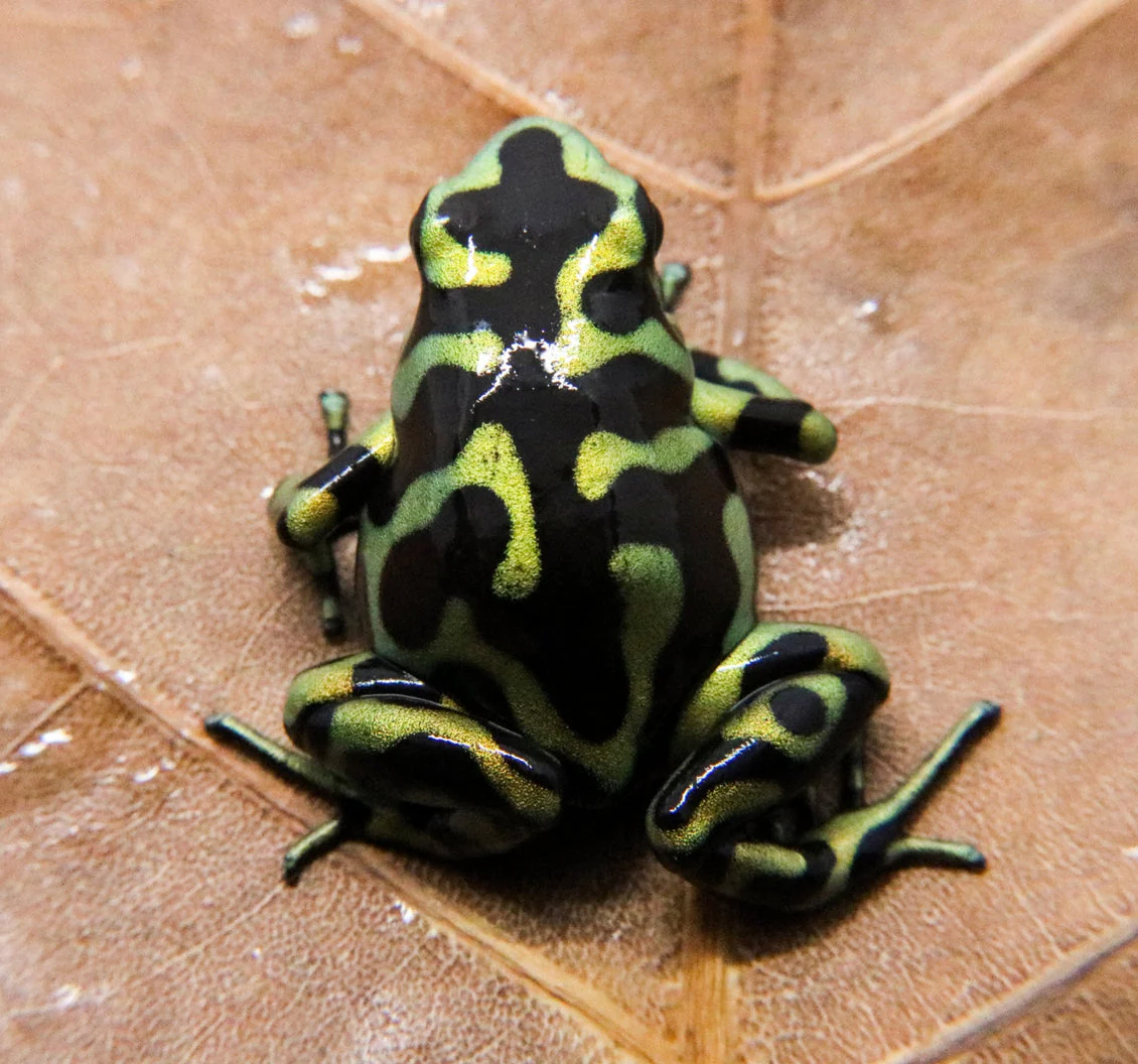 Dendrobates auratus "Hawiian" Tadpole - Image 2