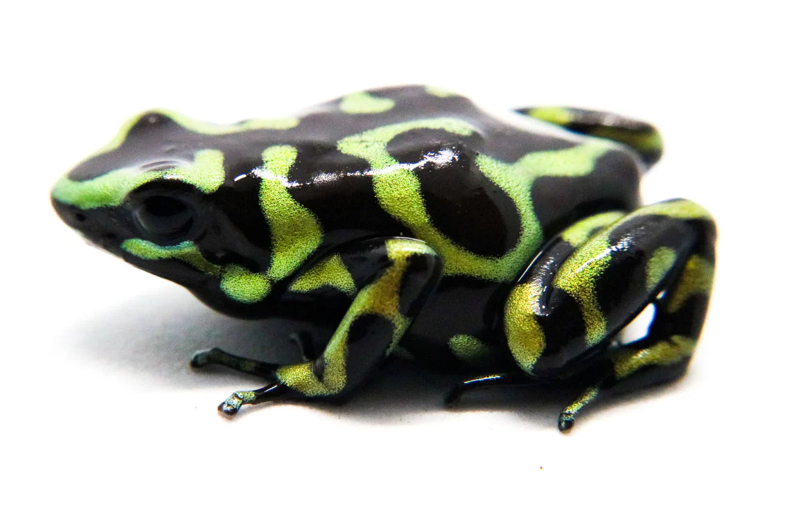 Dendrobates auratus "Hawiian" Tadpole - Image 3