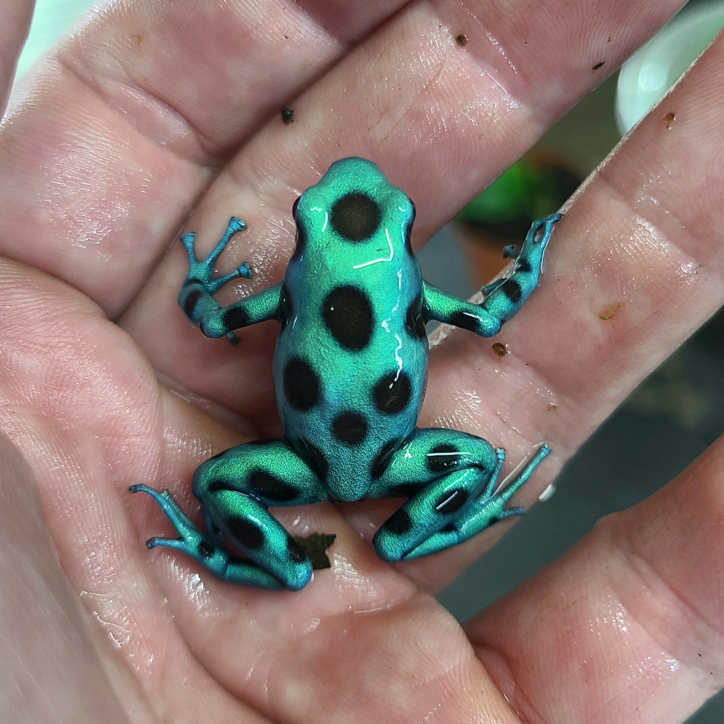 Dendrobates auratus "Microspot" - Image 2