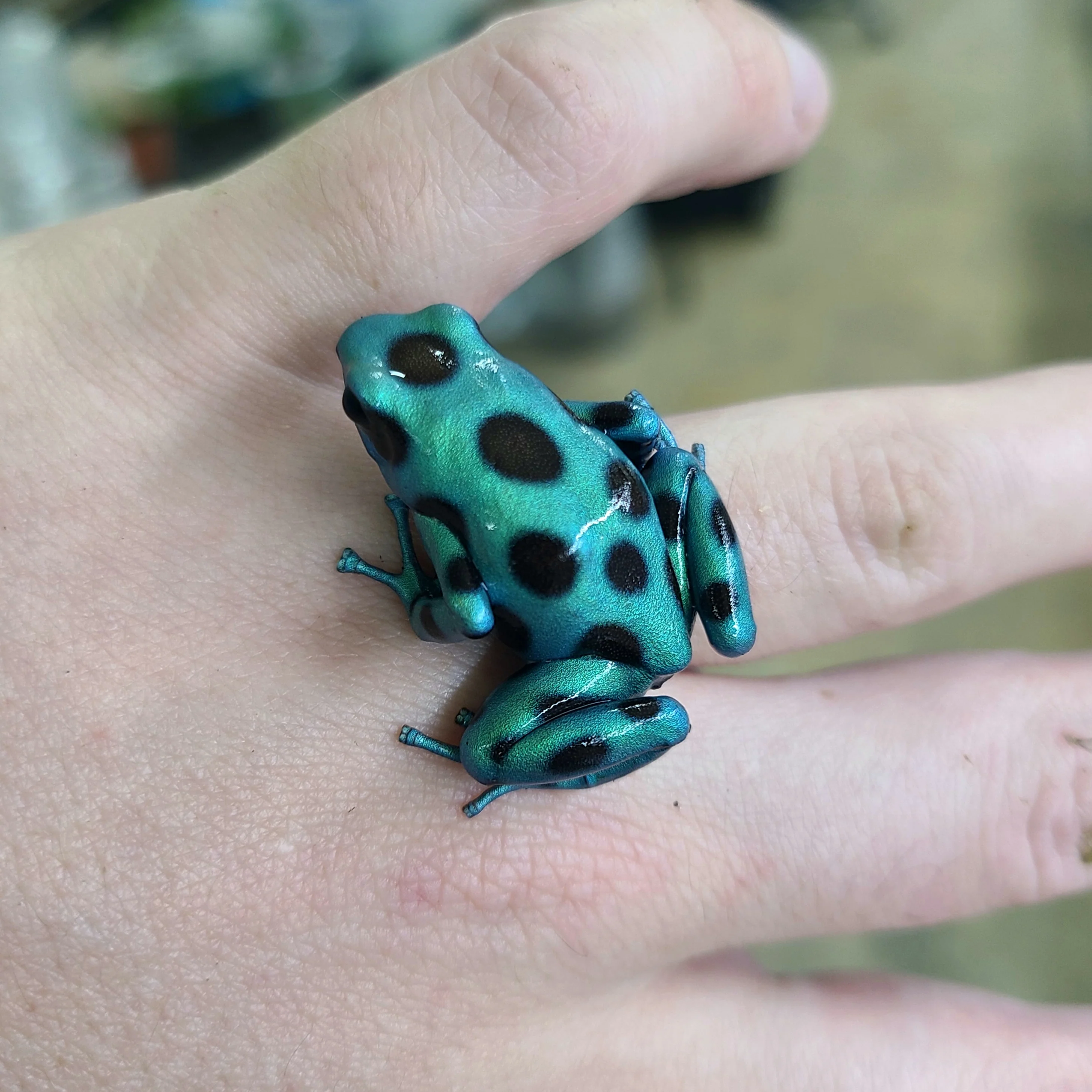 Dendrobates auratus "Microspot" - Image 3