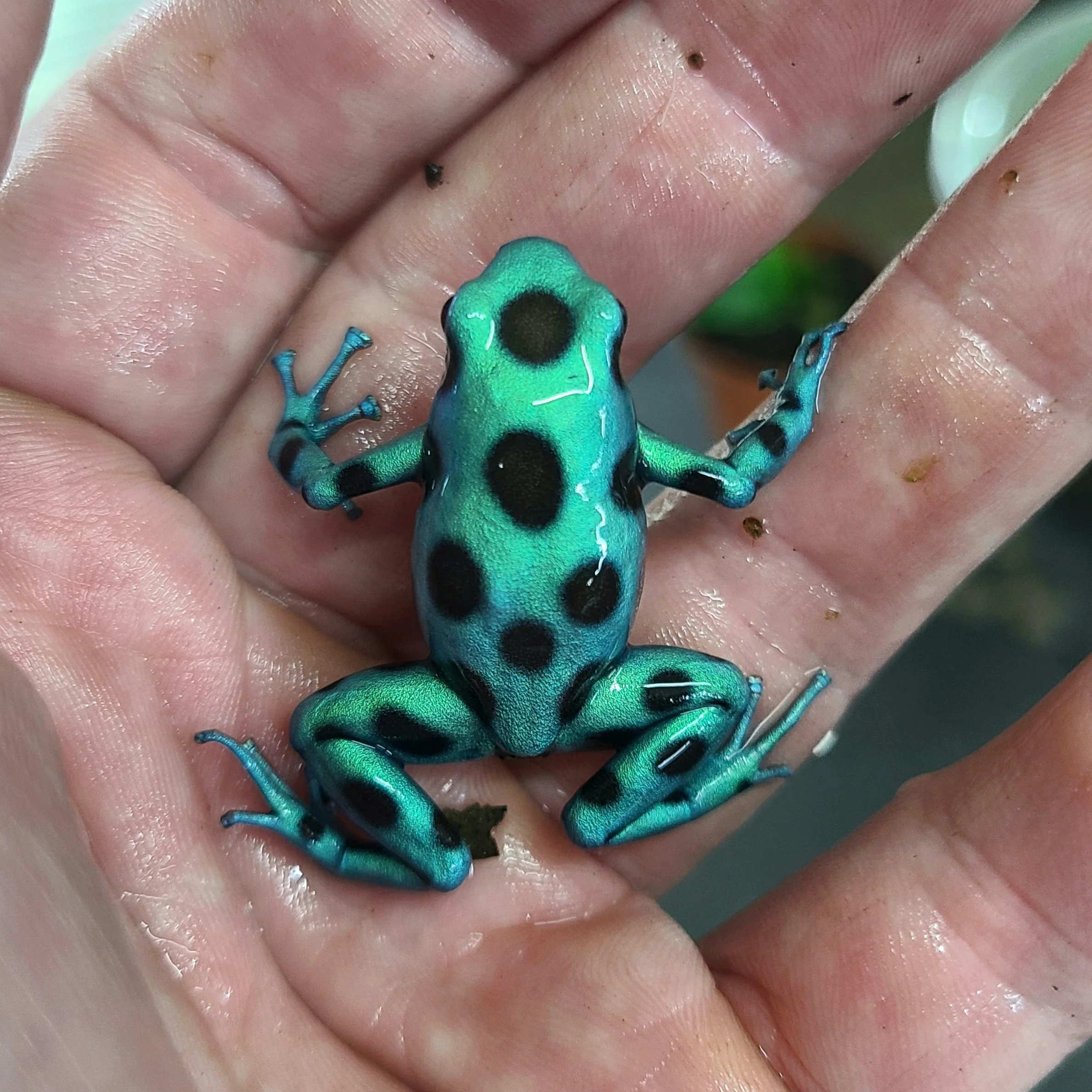 Dendrobates auratus "Microspot" Tadpole - Image 2