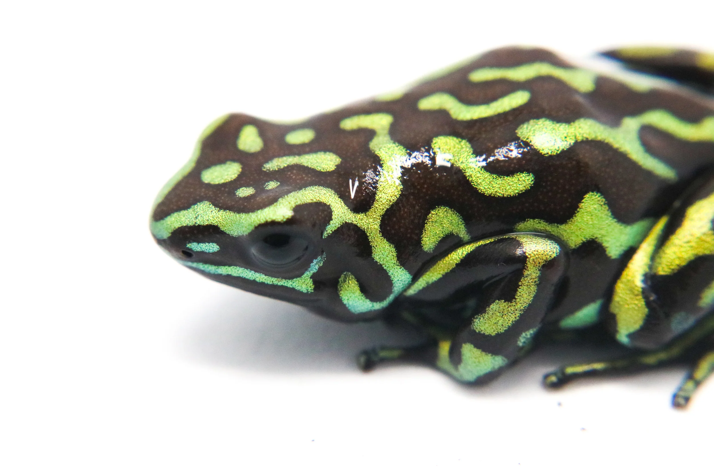 Dendrobates auratus "Reticulated" - Image 3