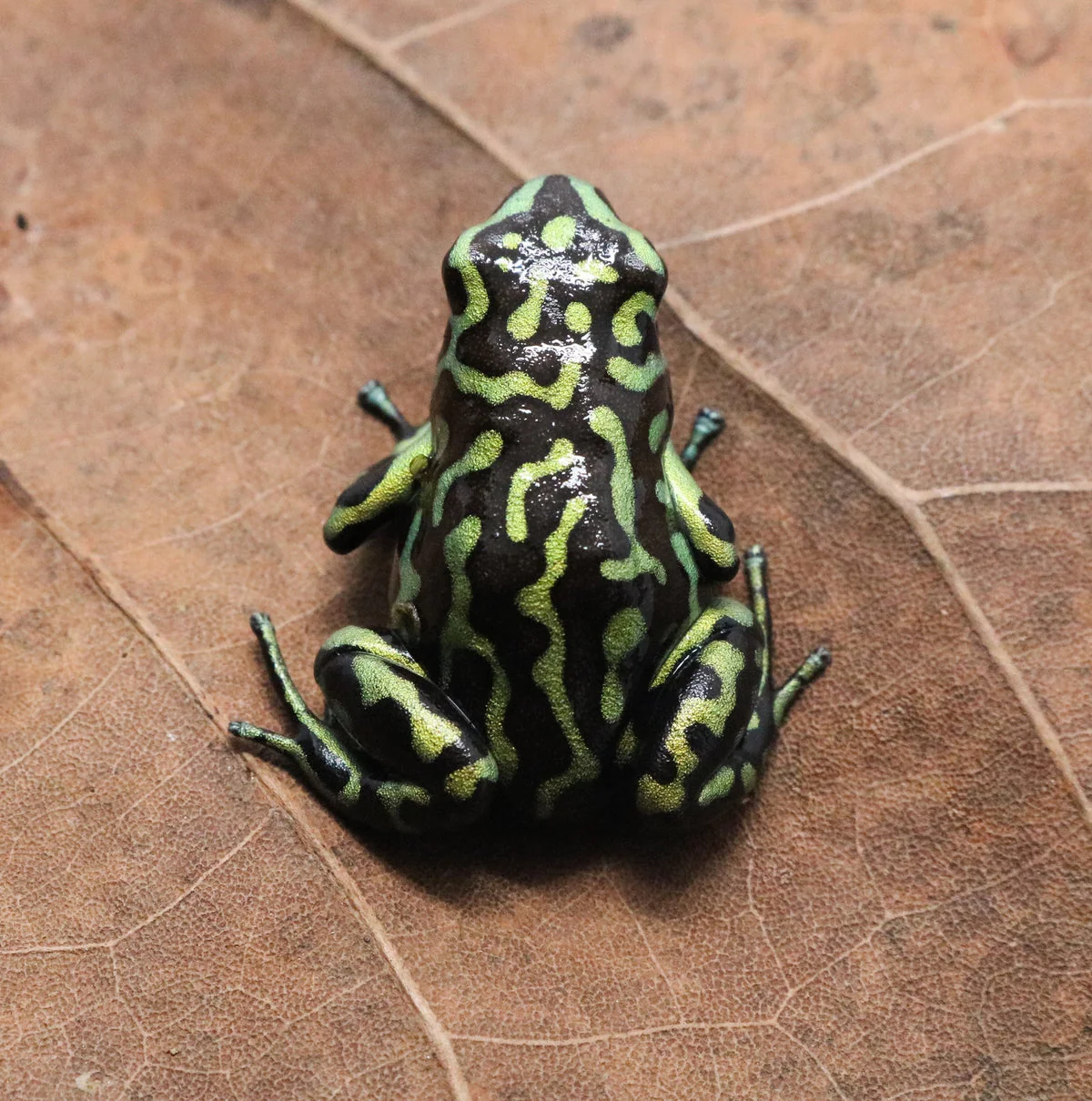 Dendrobates auratus "Reticulated" Tadpole - Image 2