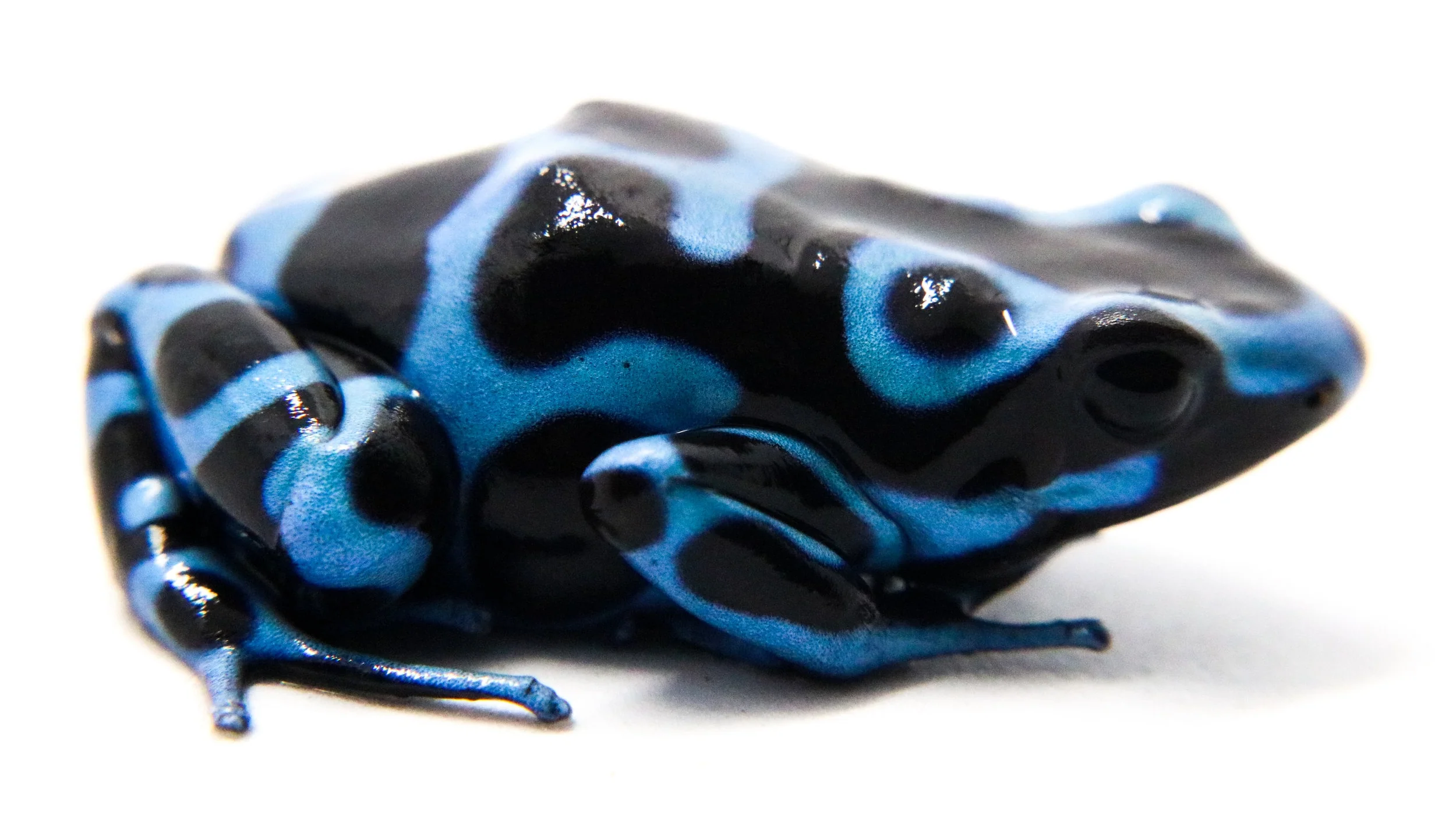 Dendrobates auratus "Super Blue" - Image 3