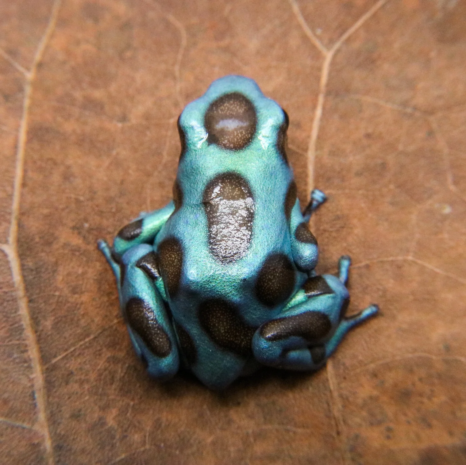 Dendrobates auratus "Green and Bronze" - Image 2