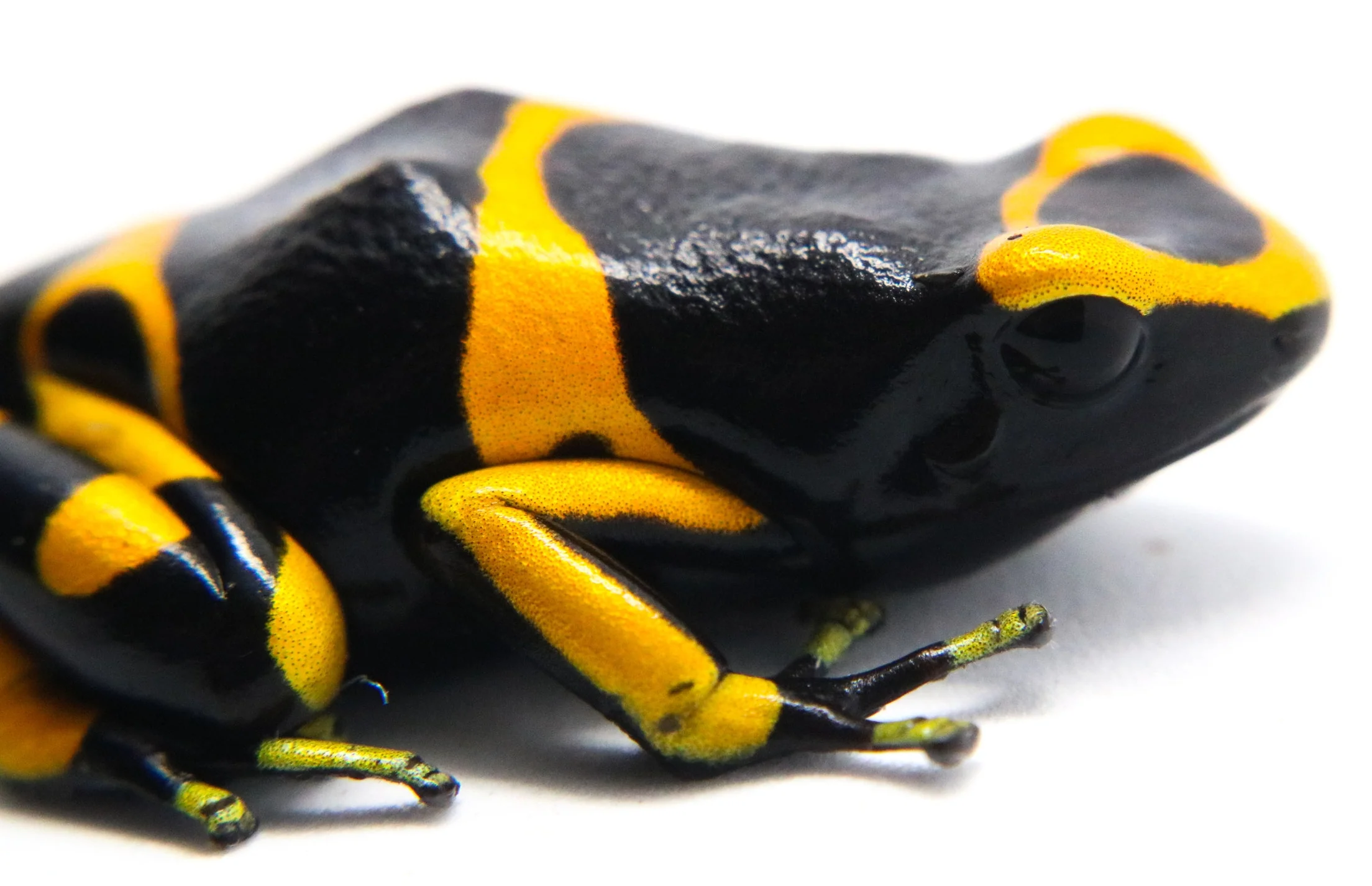 Dendrobates leucomelas "Banded" - Image 3