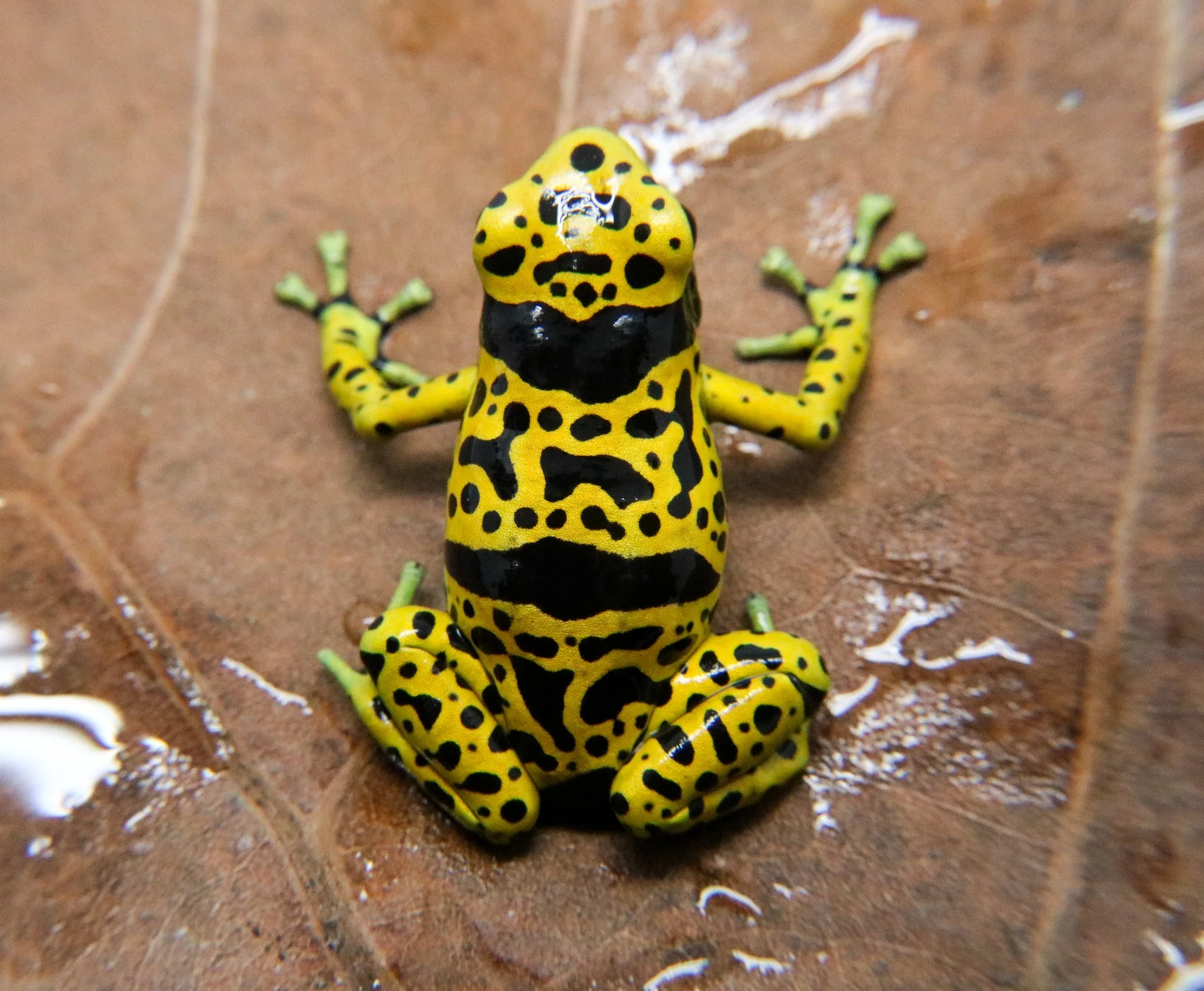 Dendrobates leucomelas "Fine Spot" - Image 2