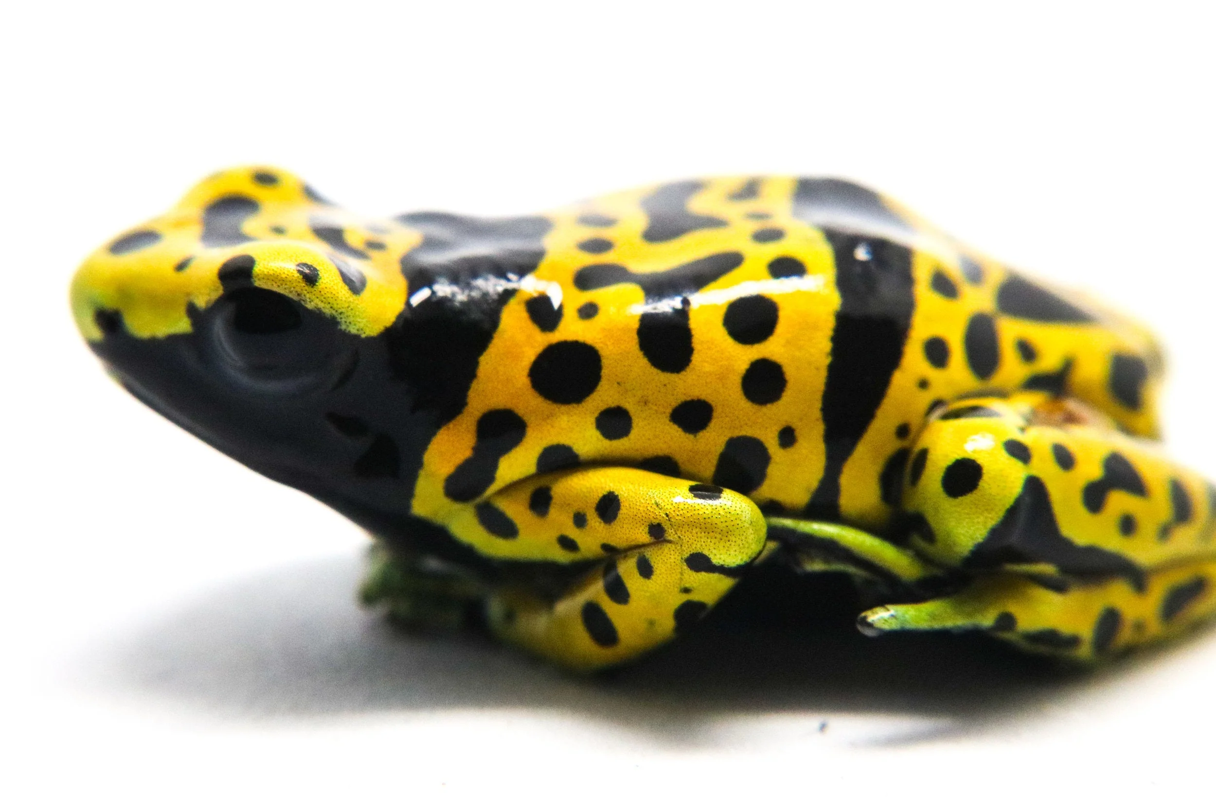 Dendrobates leucomelas "Fine Spot" Tadpole - Image 3